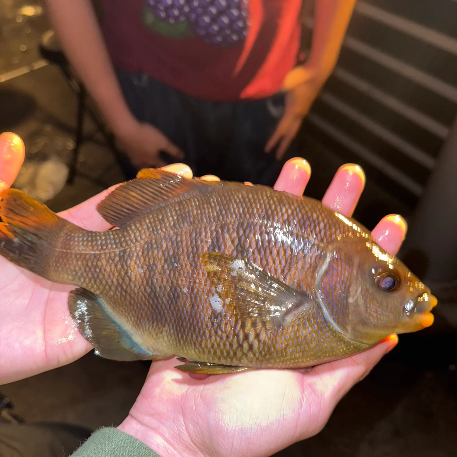 The most recent Black perch catches on Fishbrain