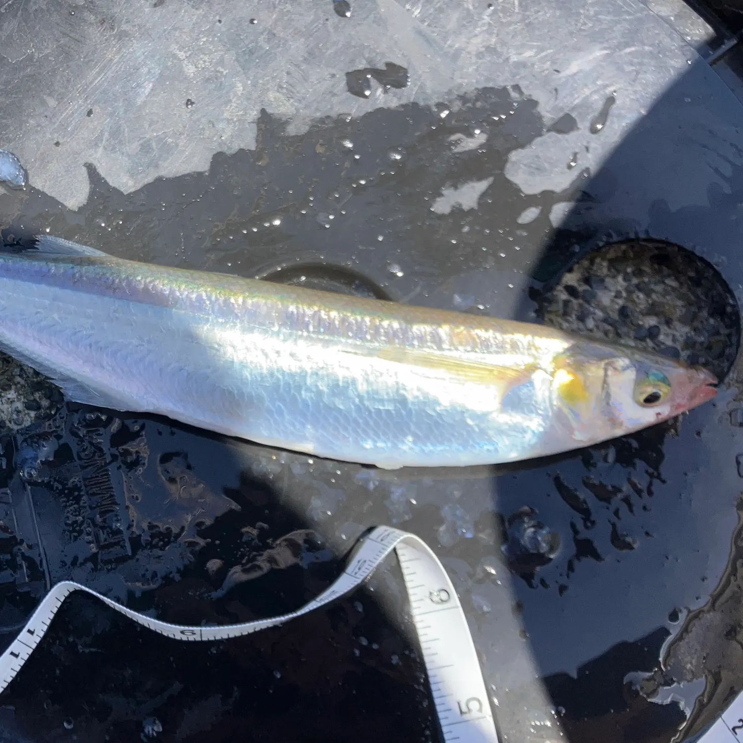 The most recent Jack silverside catches on Fishbrain