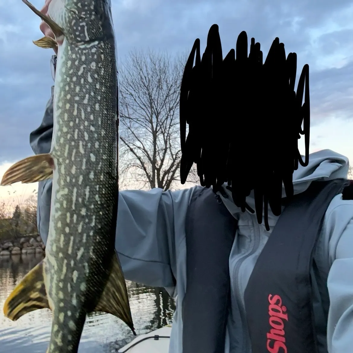 Northern pike caught on Fishbrain