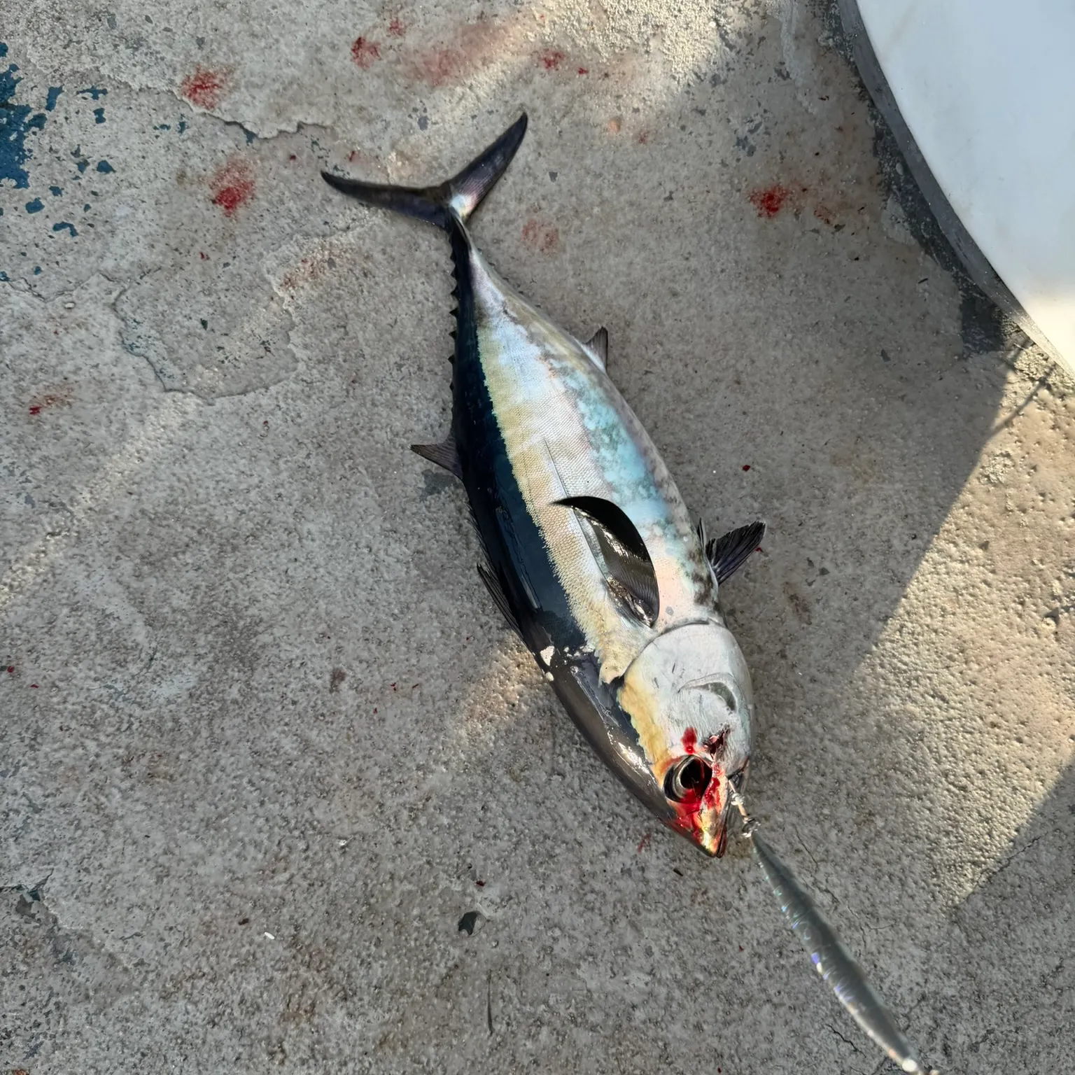 The most recent Atlantic bluefin tuna catches on Fishbrain