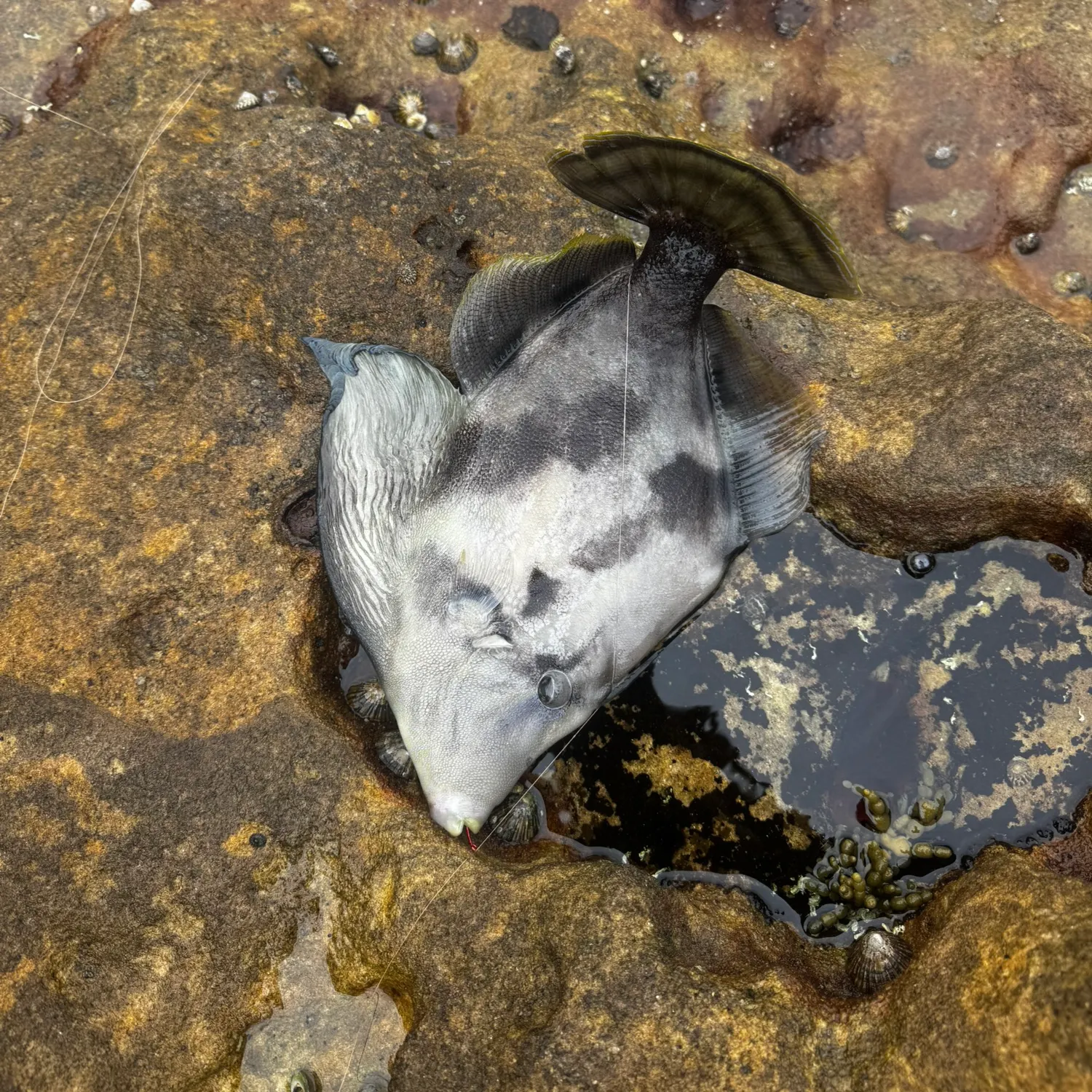 The most recent Large-scaled leatherjacket catches on Fishbrain