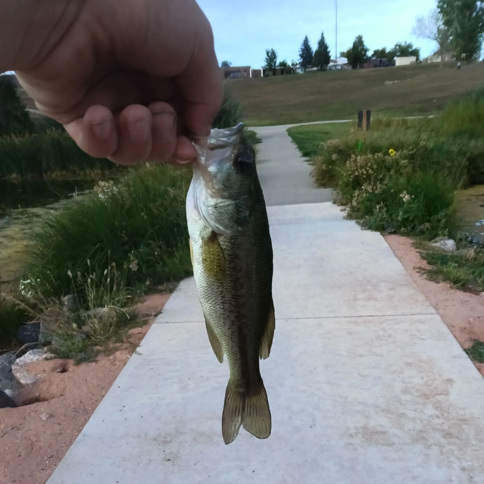 Largemouth bass caught on Fishbrain