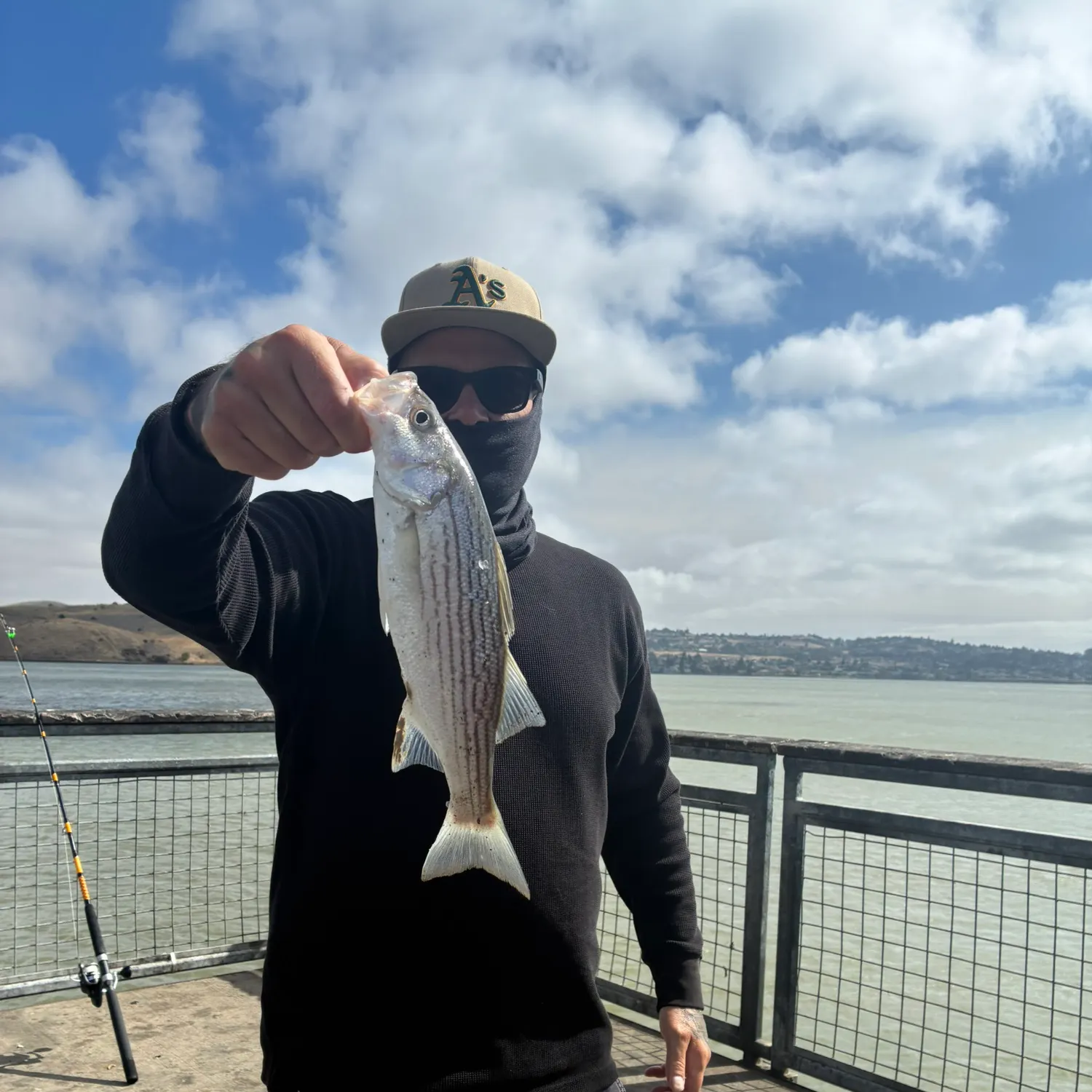 Striped bass caught on Fishbrain