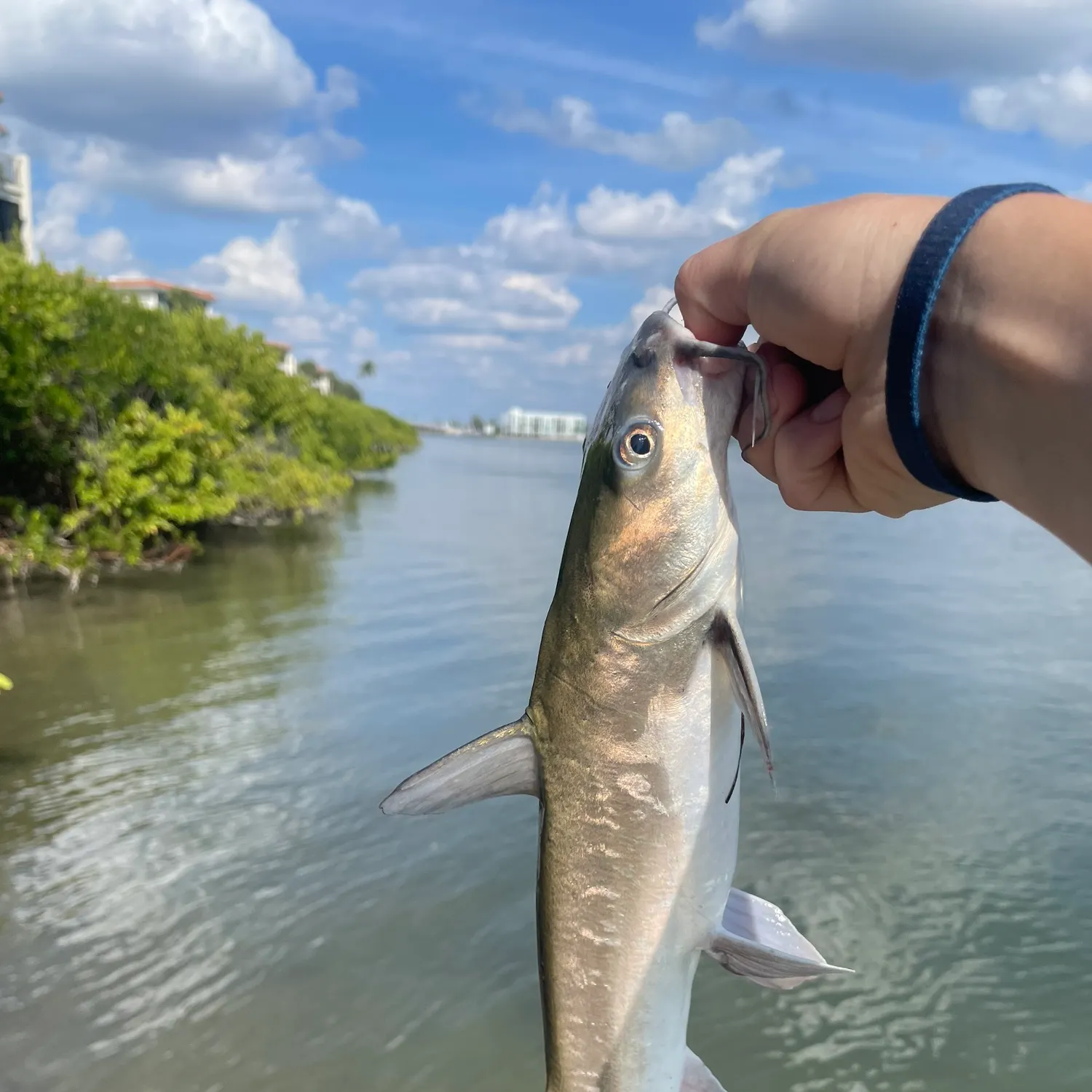 The most recent Slippery dick wrasse catches on Fishbrain