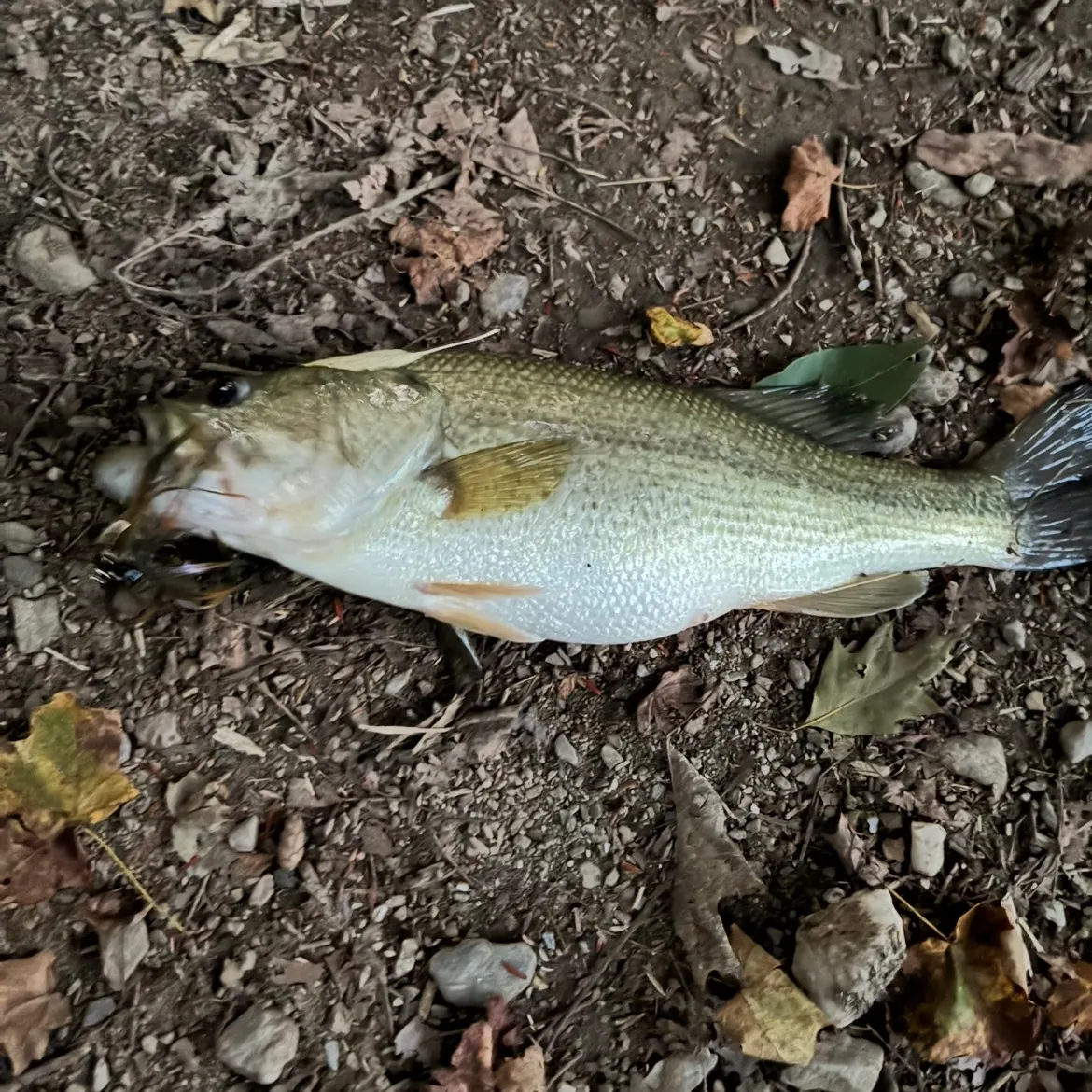 Largemouth bass caught on Fishbrain
