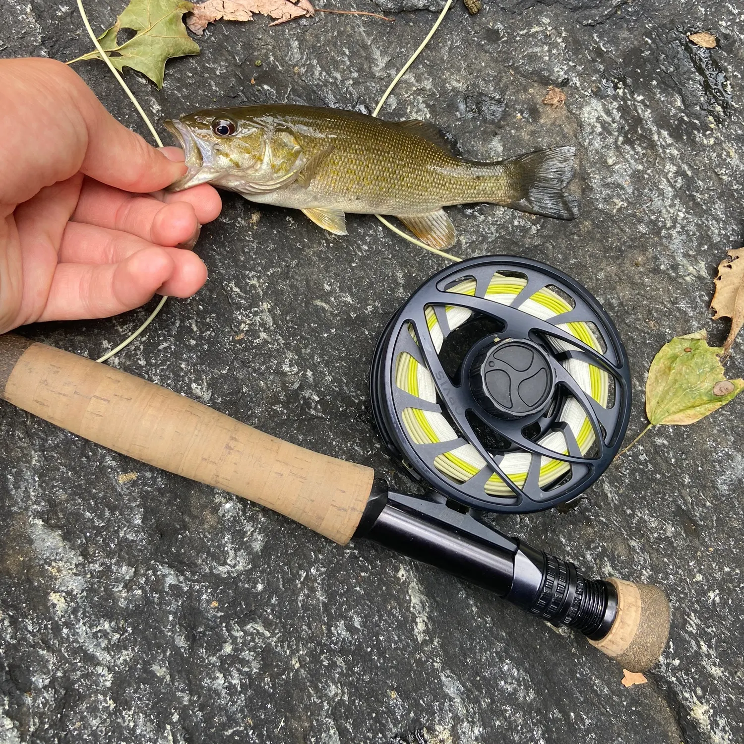 Smallmouth bass caught on Fishbrain