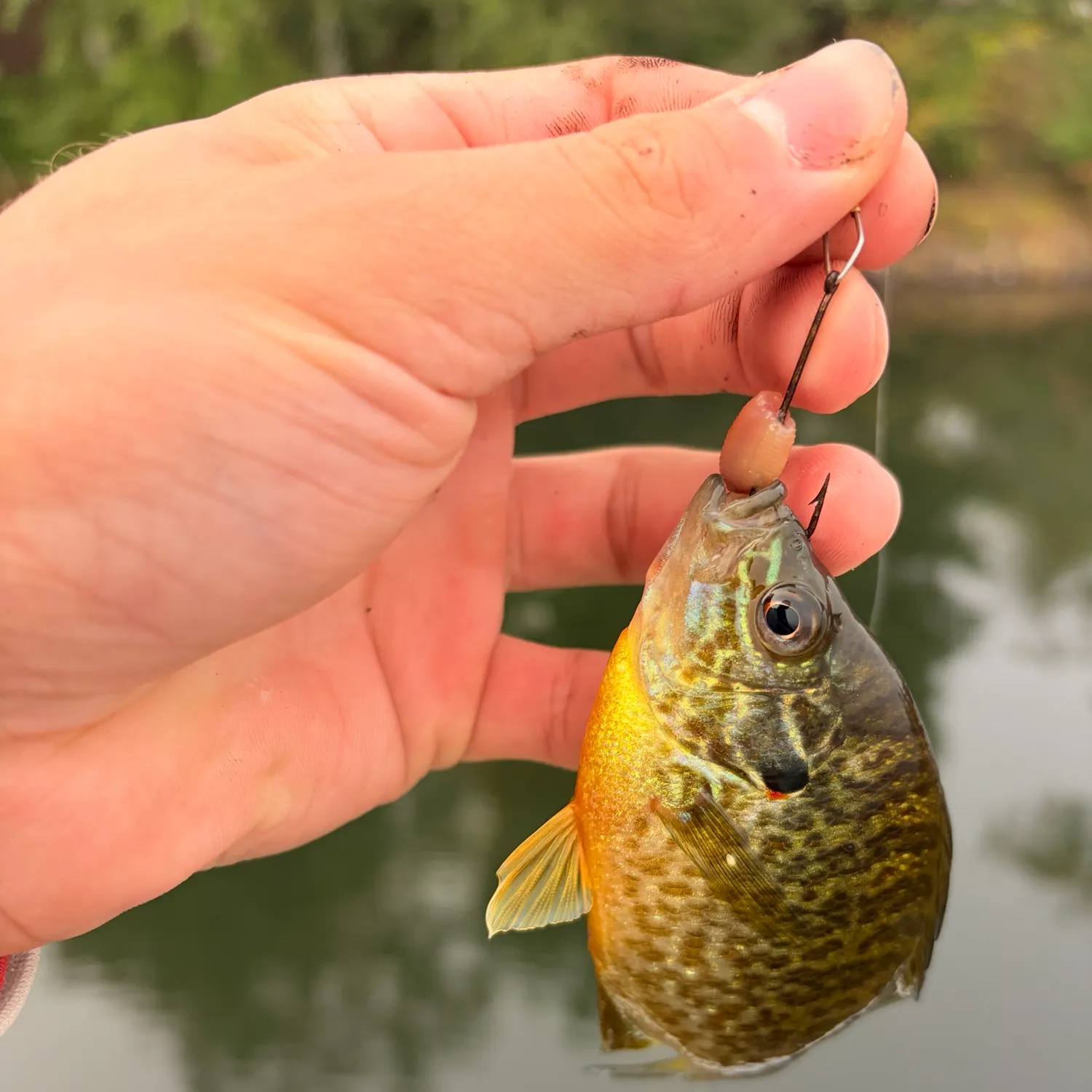 Pumpkinseed caught on Fishbrain