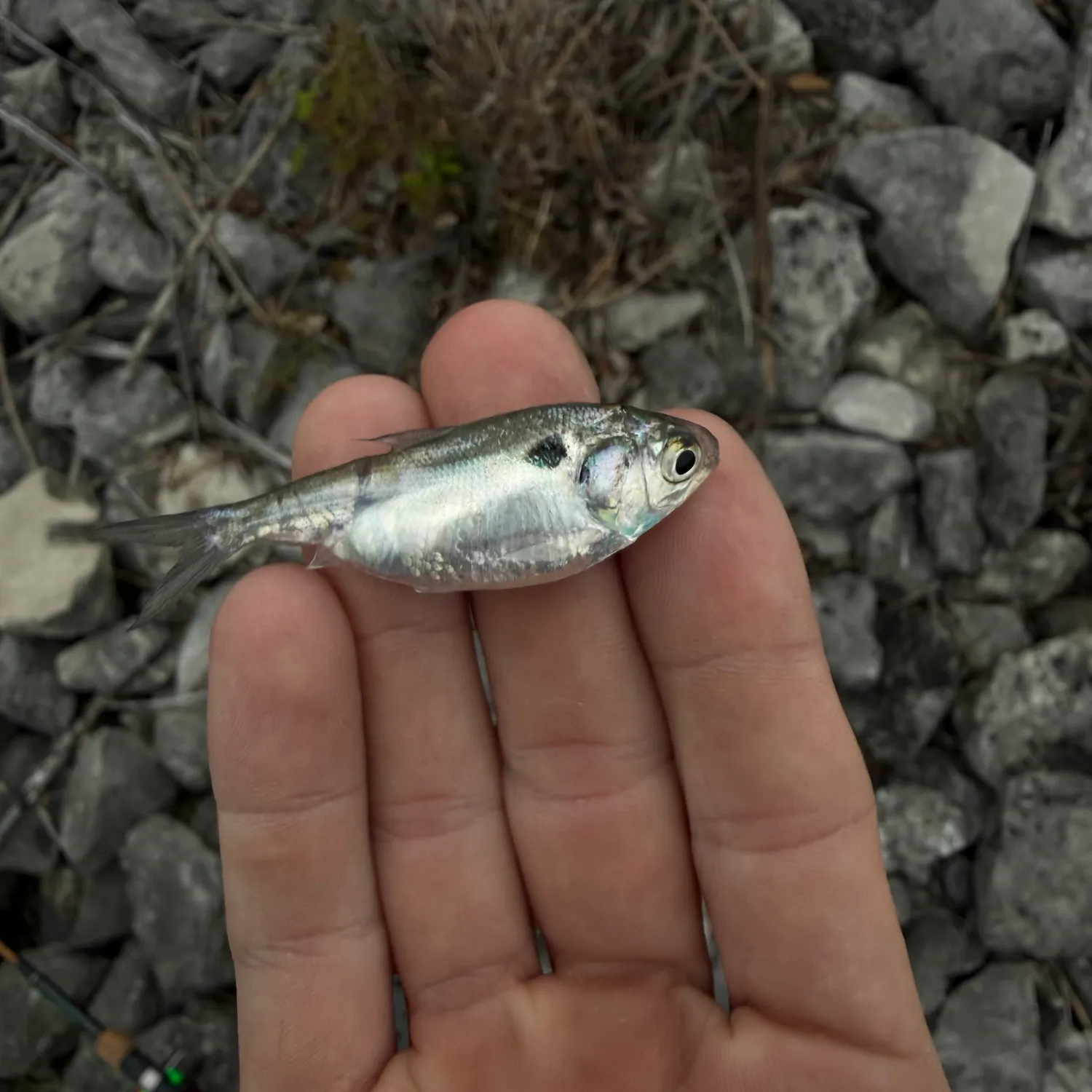 American gizzard shad caught on Fishbrain