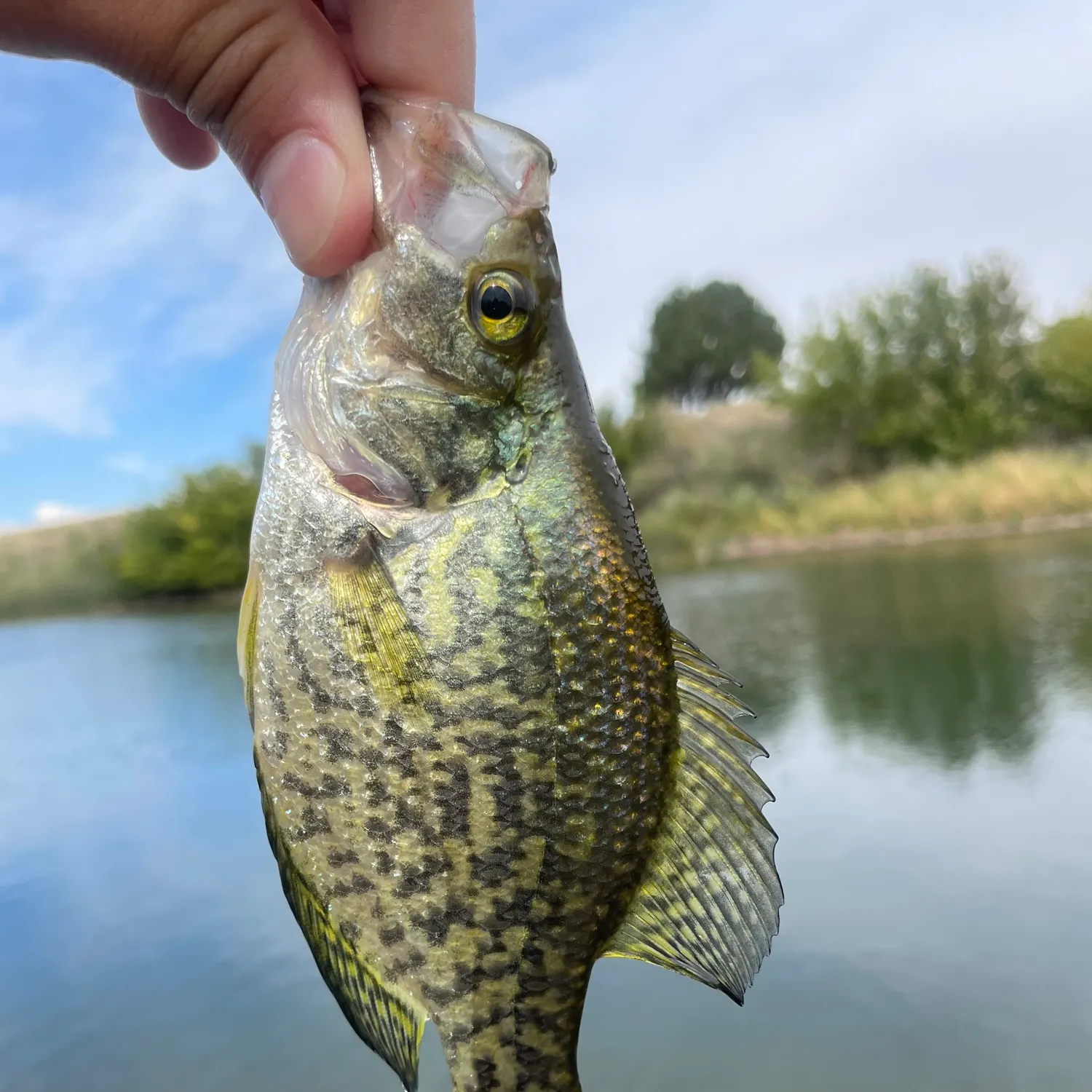 Black crappie caught on Fishbrain