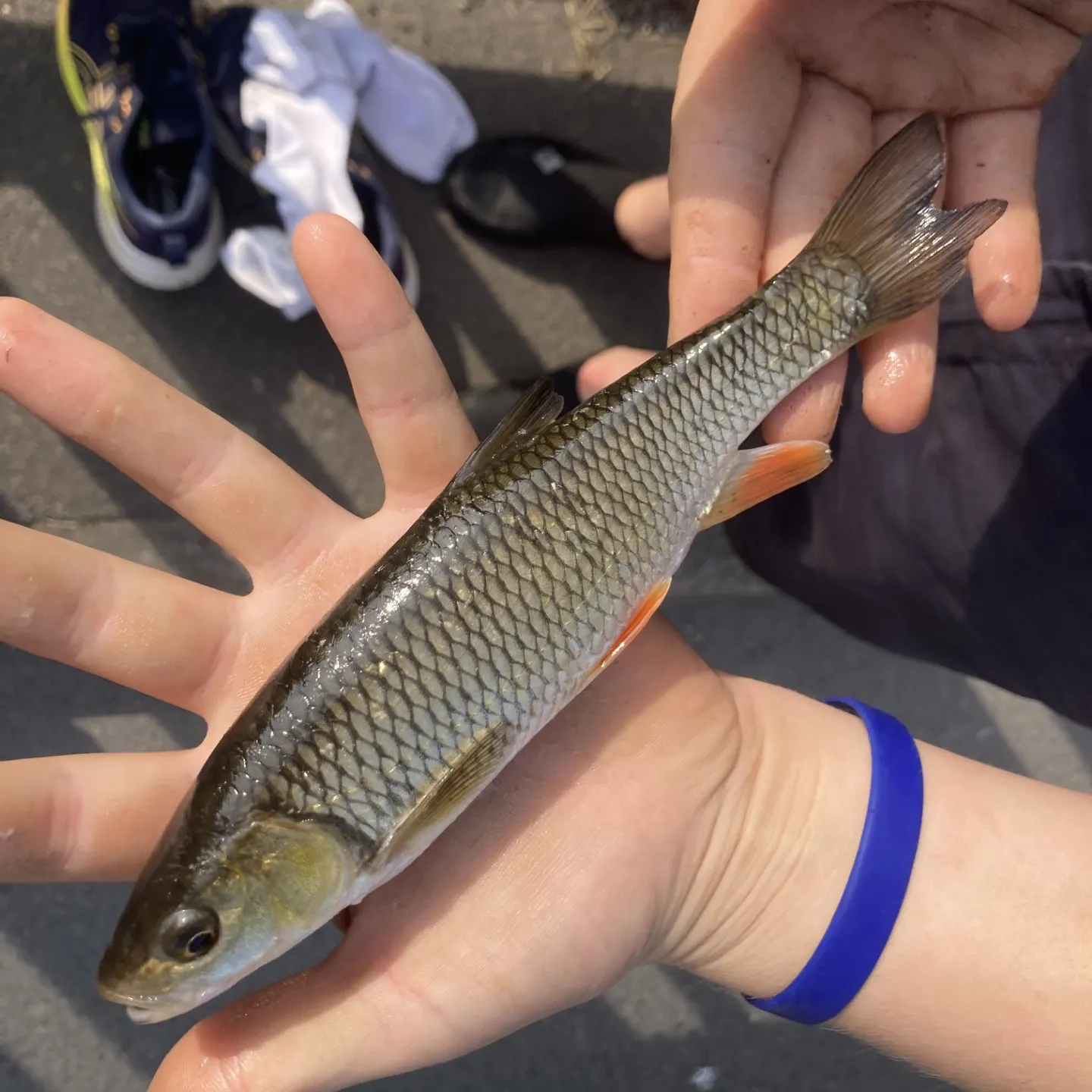European chub caught on Fishbrain