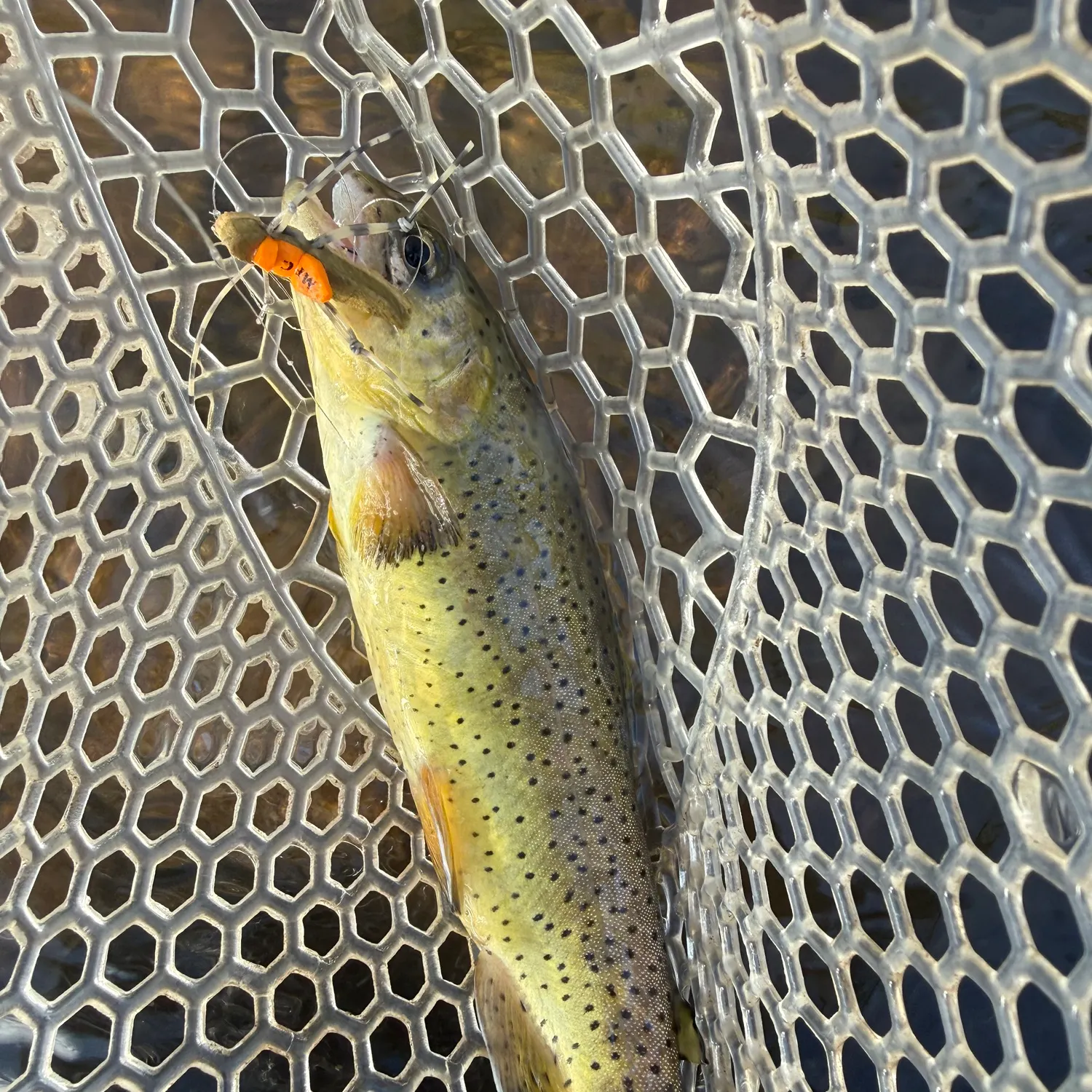 The most recent Apache trout catches on Fishbrain