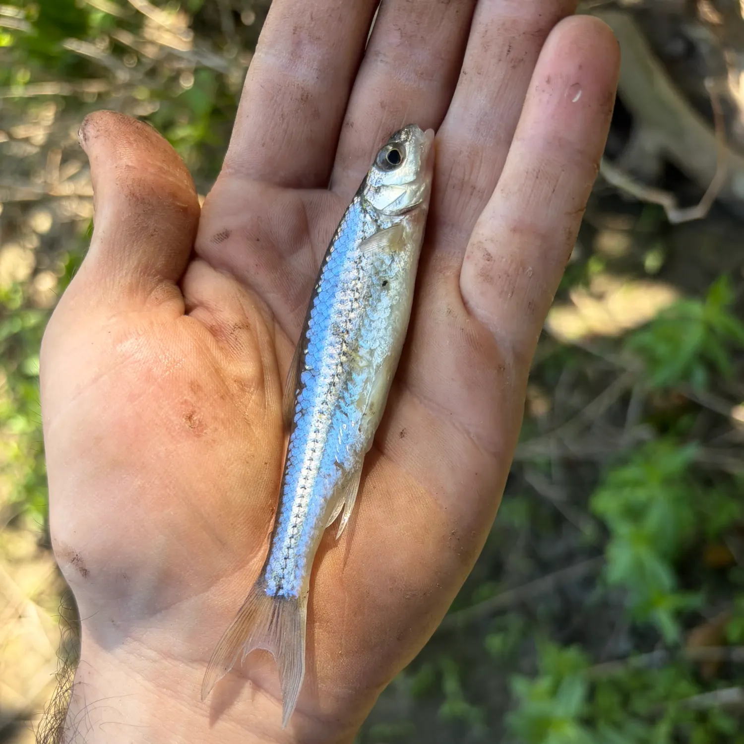 The most recent Spottail shiner catches on Fishbrain