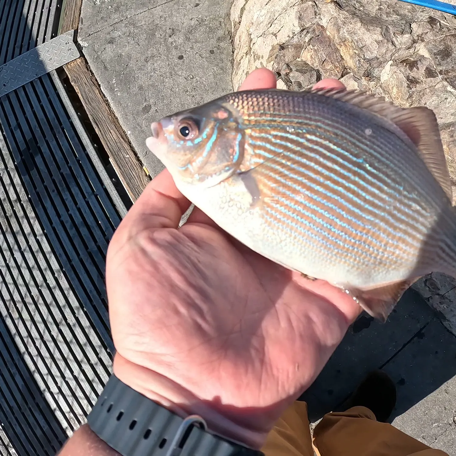 The most recent Rainbow surfperch catches on Fishbrain