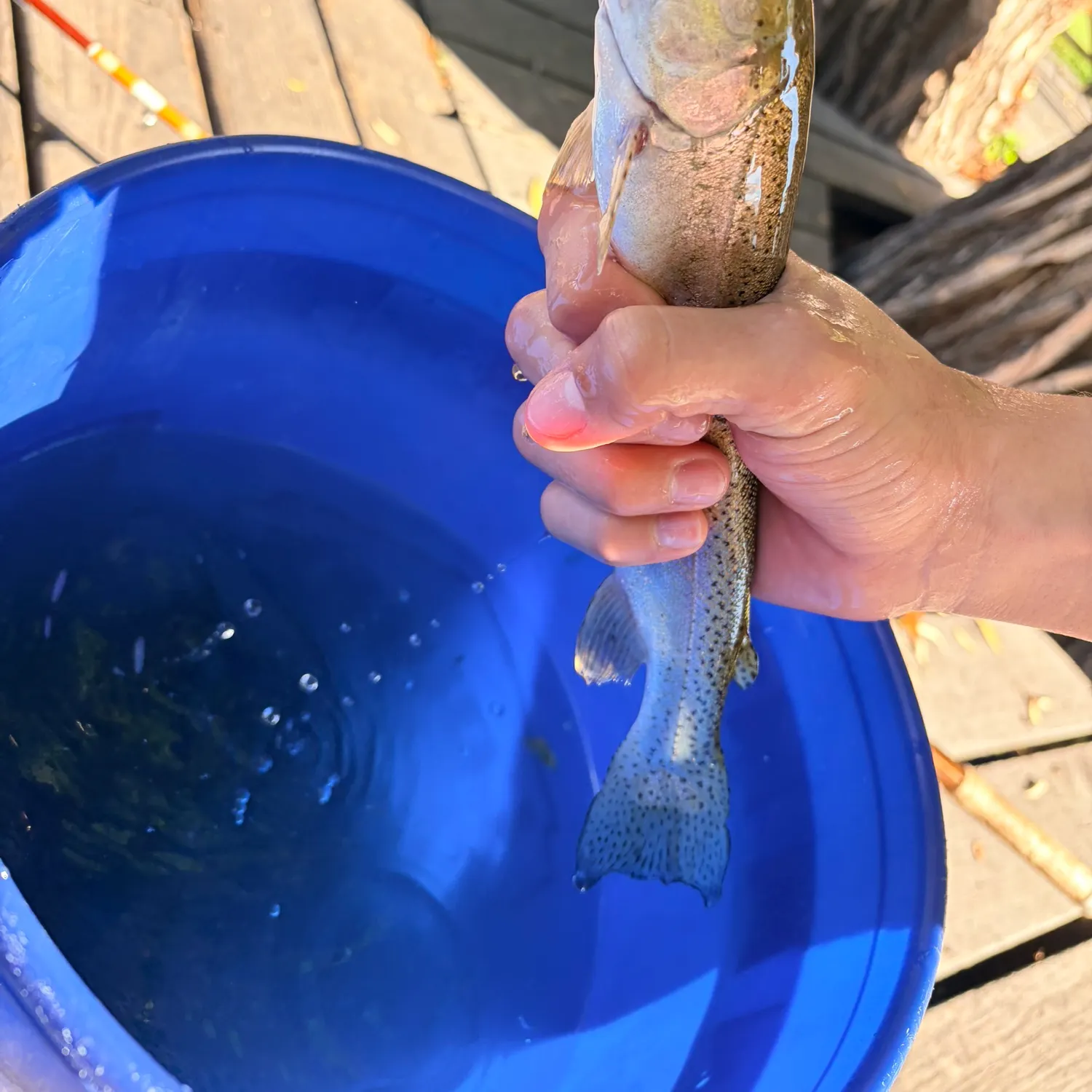 Fish caught on Fishbrain