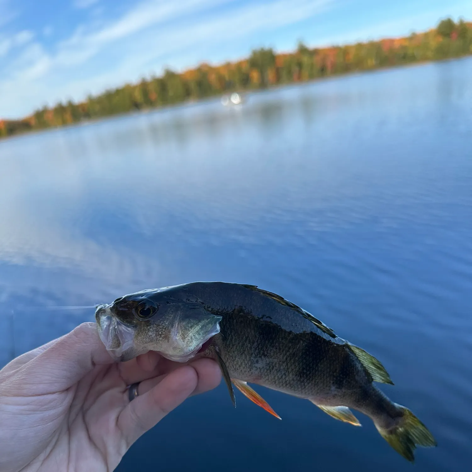 Yellow perch caught on Fishbrain