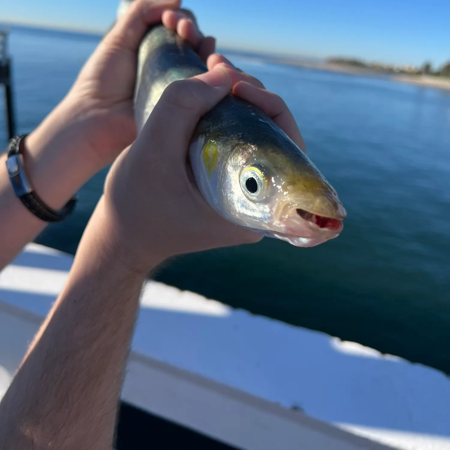 The most recent Surf smelt catches on Fishbrain
