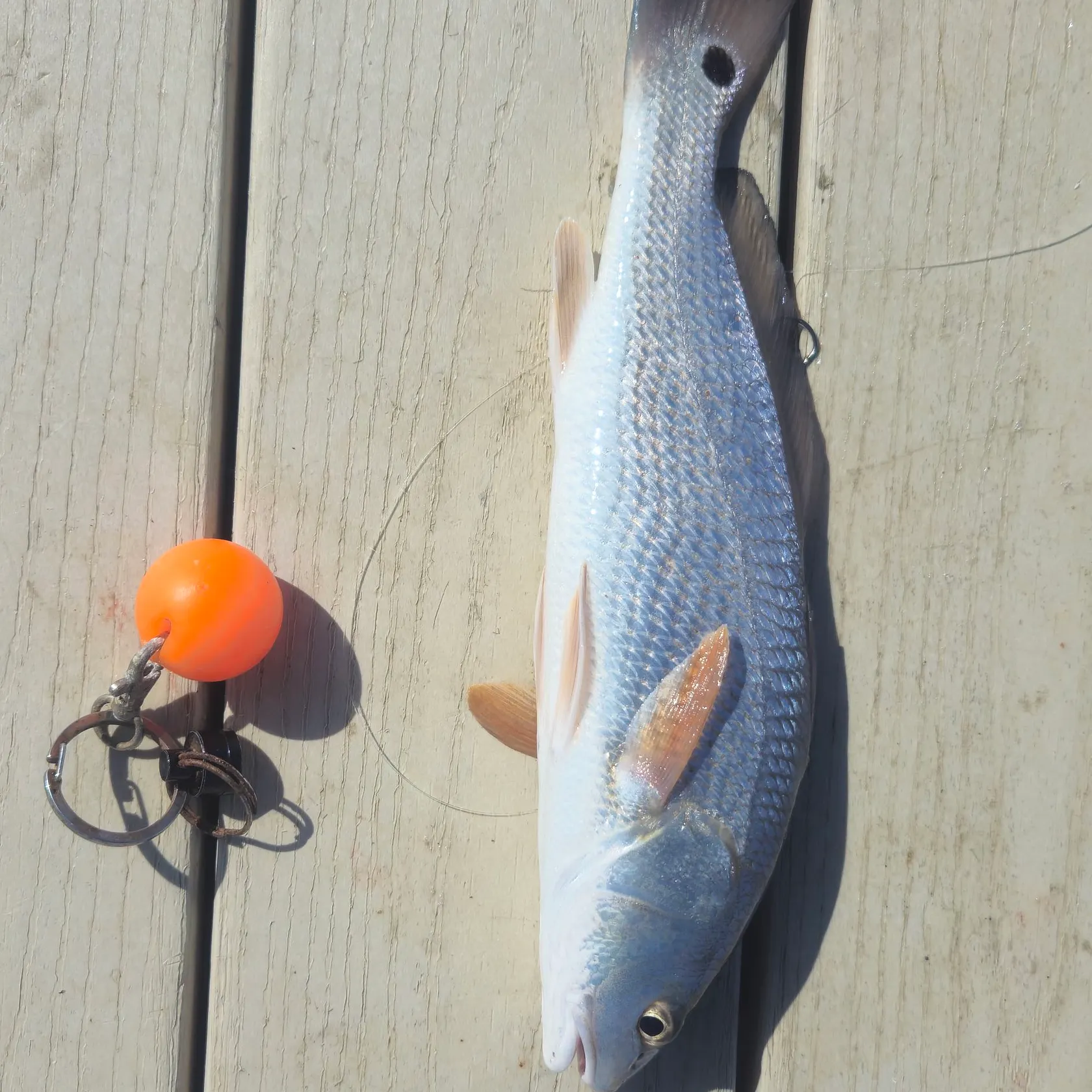 Red drum caught on Fishbrain