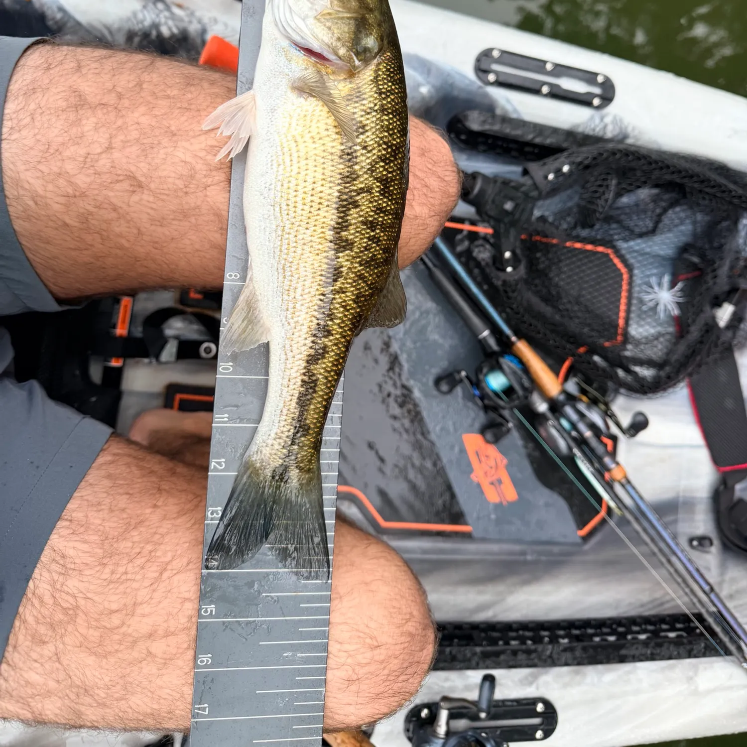 Spotted bass caught on Fishbrain