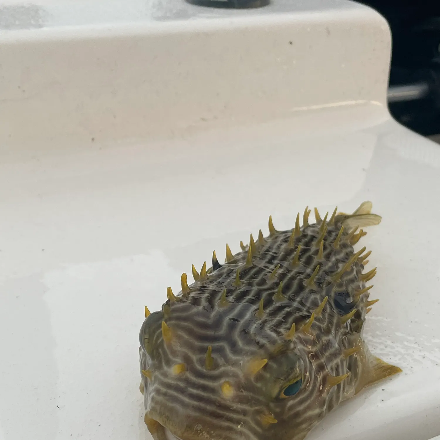 The most recent Longspined porcupinefish catches on Fishbrain
