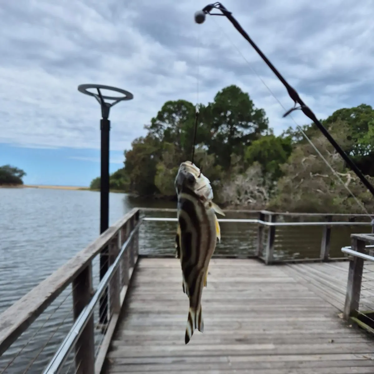 The most popular recent Western striped grunter catch on Fishbrain