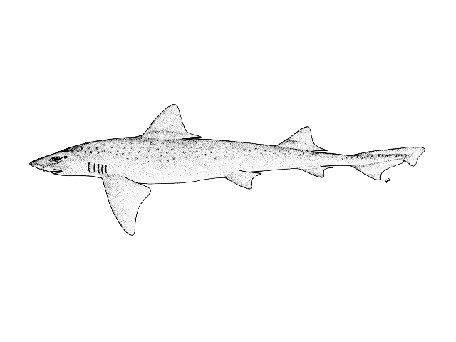 Whitespotted smooth-hound