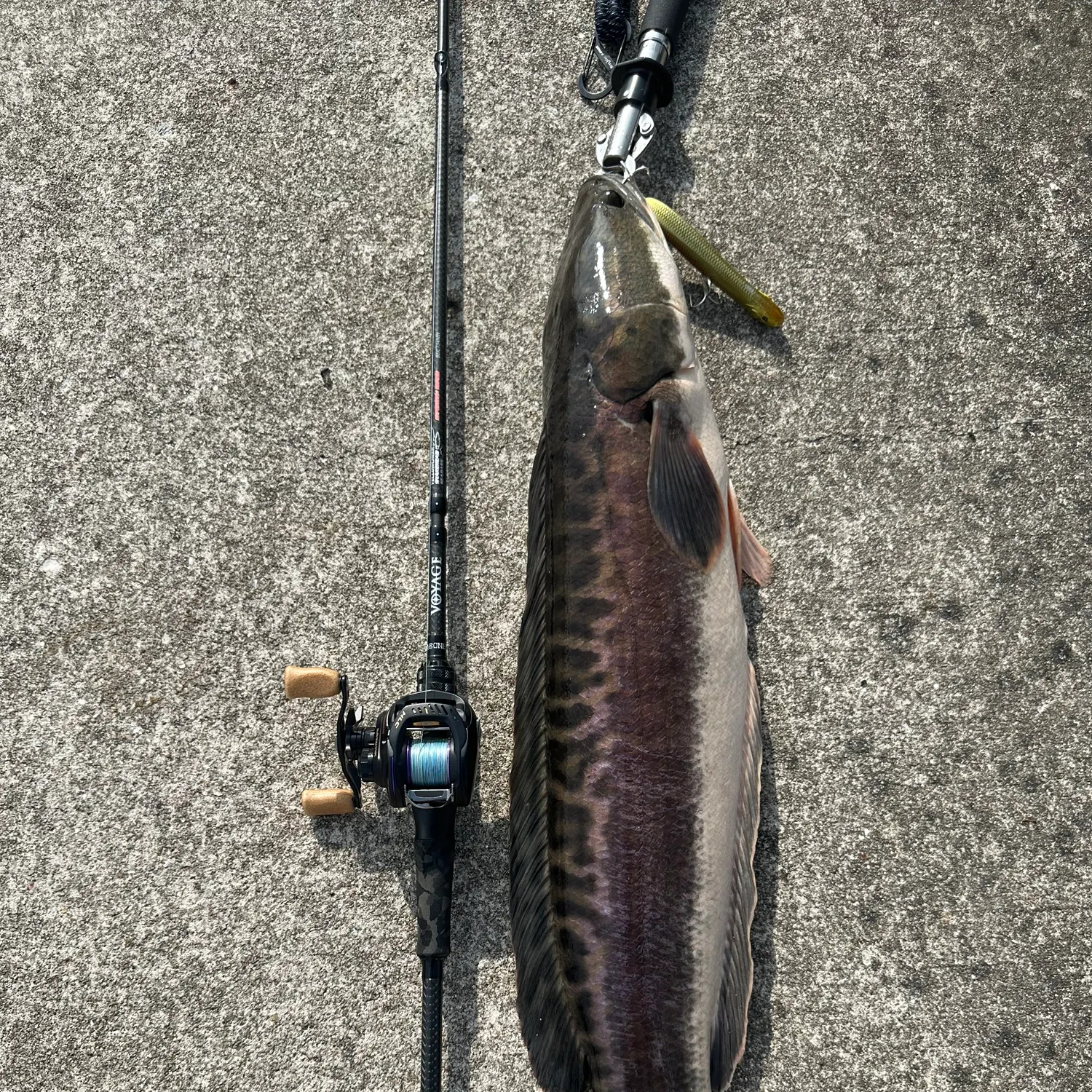 The most recent Indonesian snakehead catches on Fishbrain