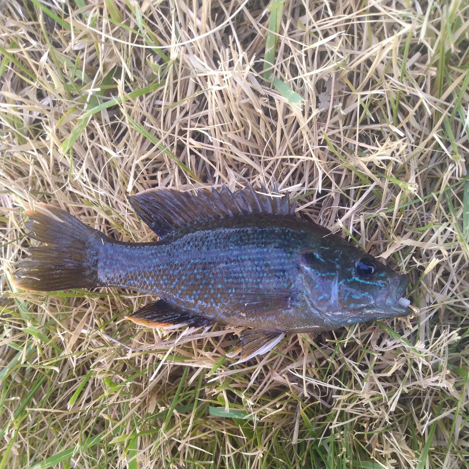 Green sunfish caught on Fishbrain