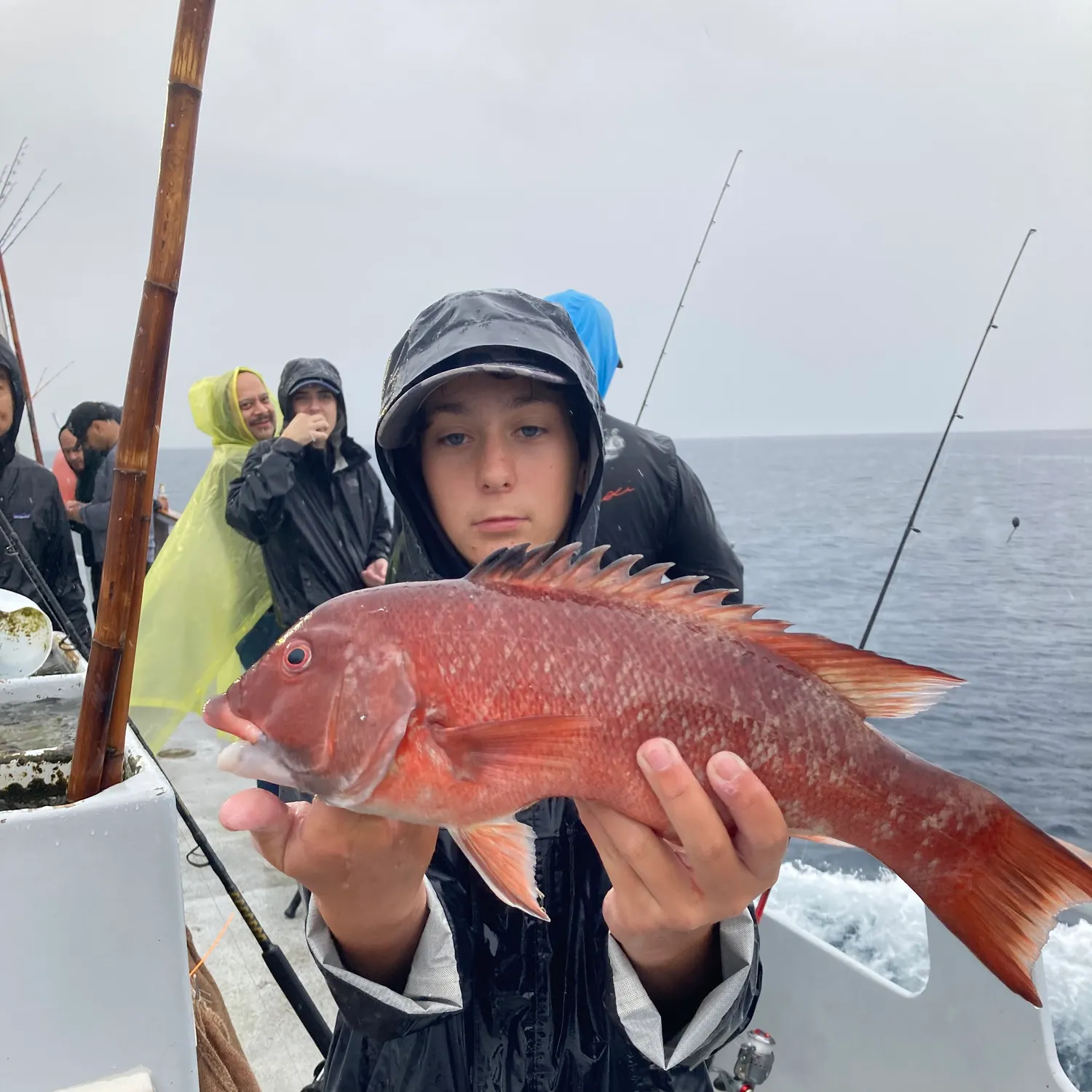 The most recent California sheephead catches on Fishbrain