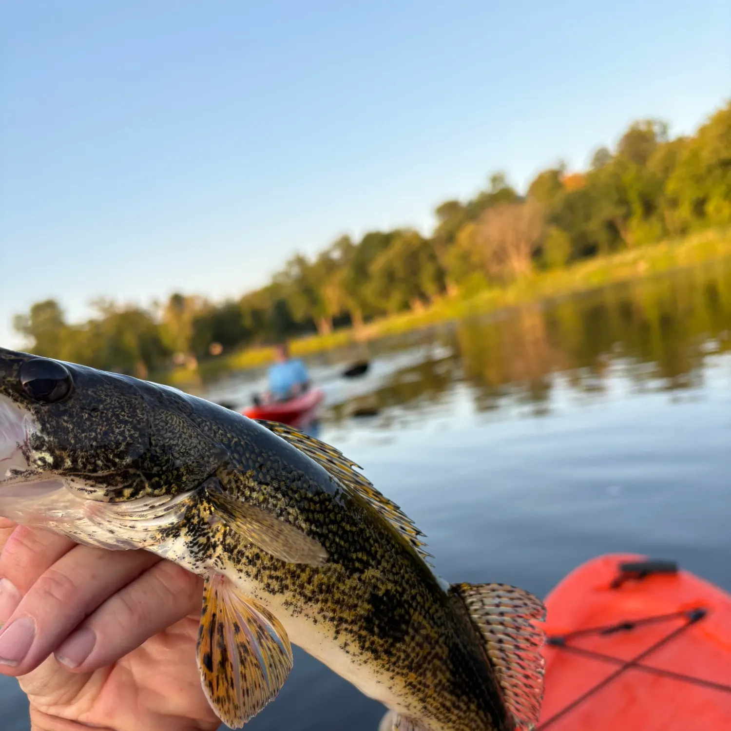 Sauger caught on Fishbrain