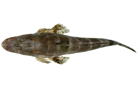 Fringe-eyed flathead