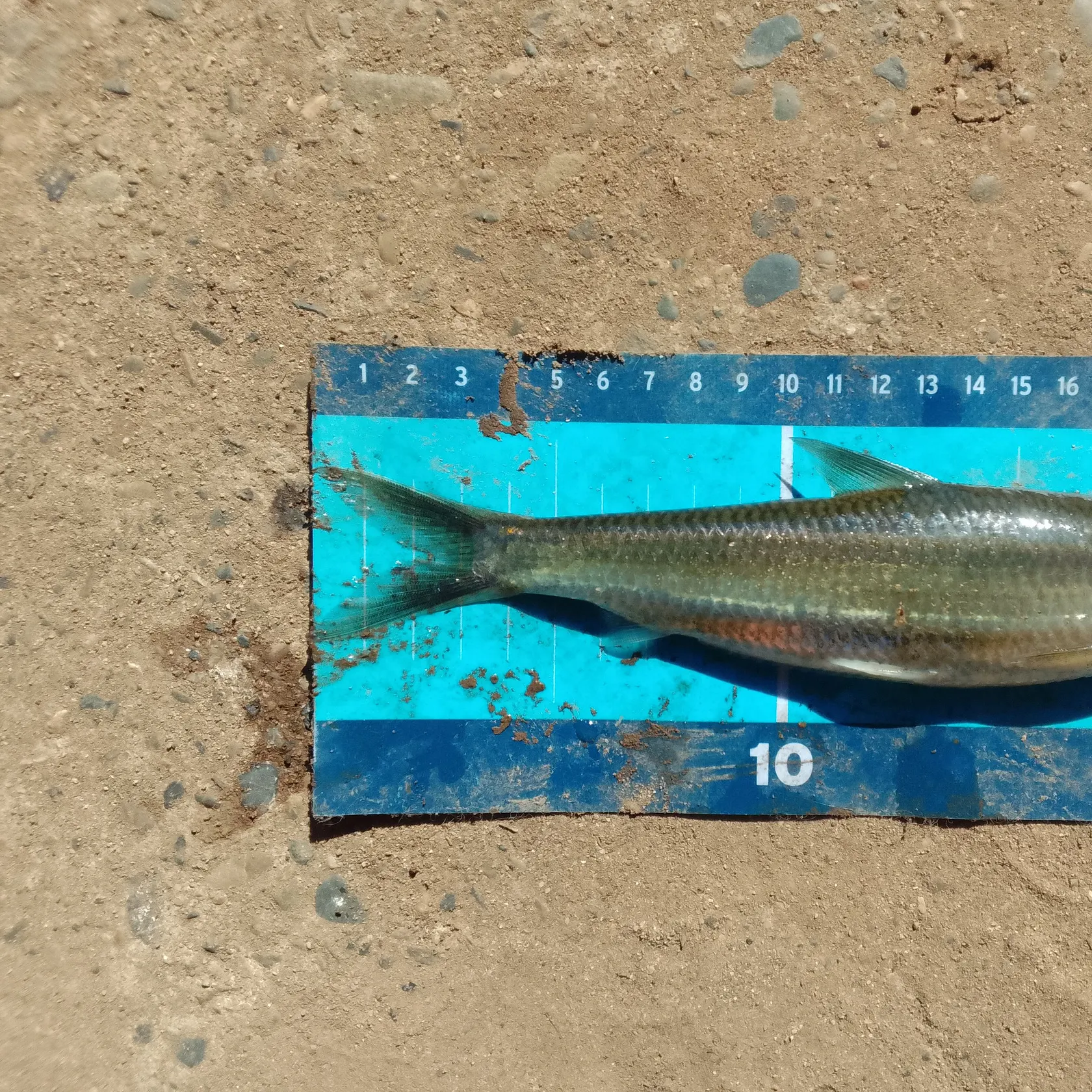 The most recent Atlantic herring catches on Fishbrain