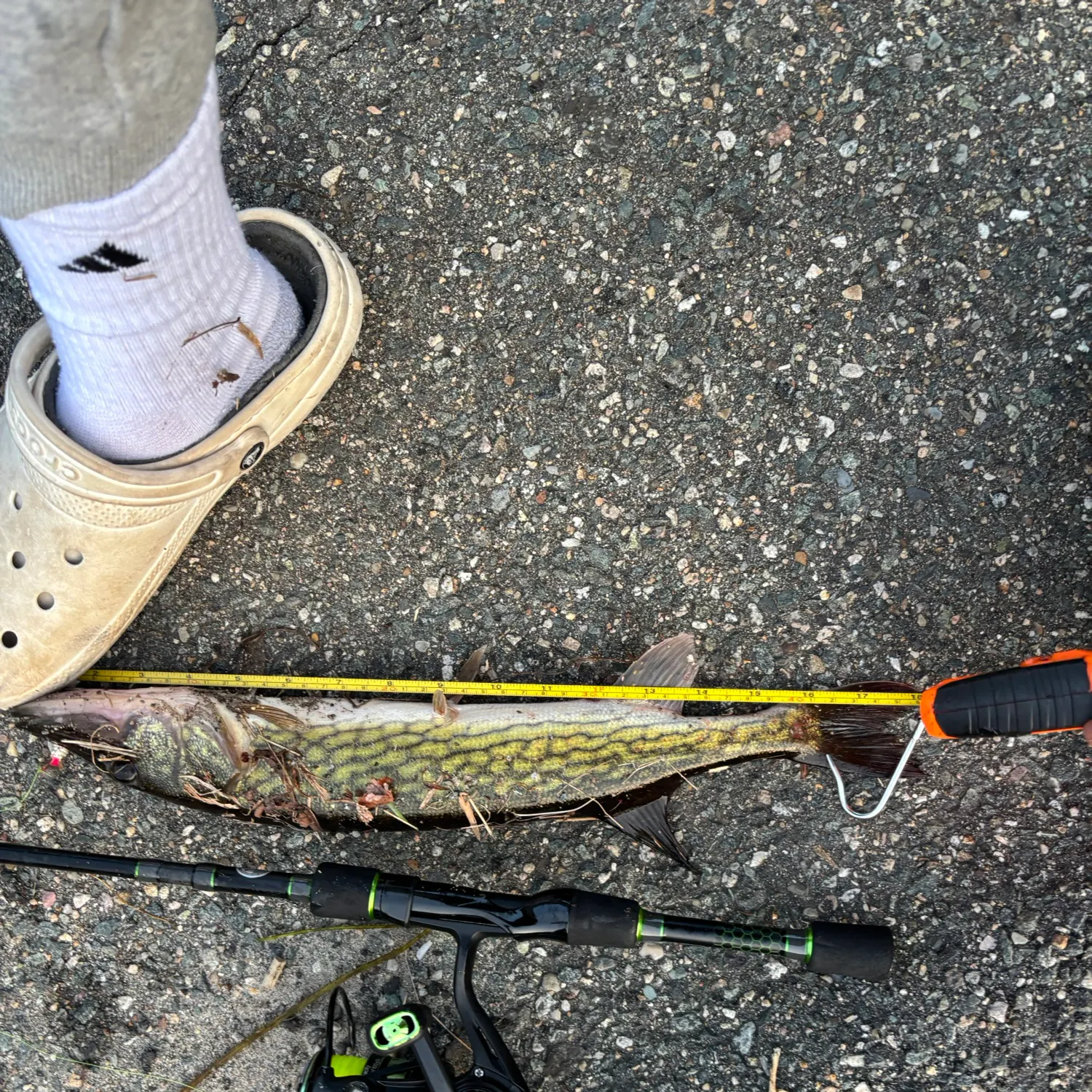 Chain pickerel caught on Fishbrain