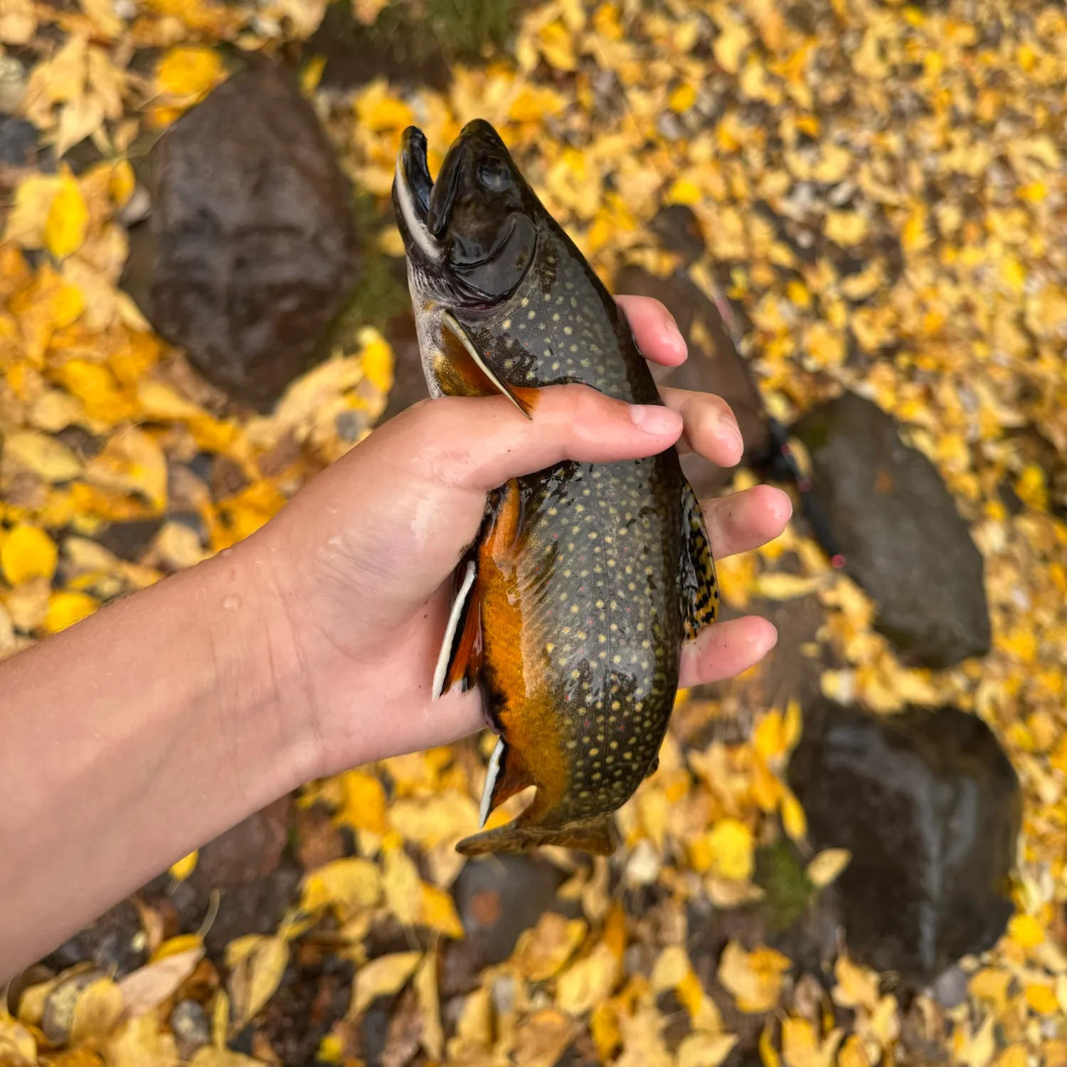 Brook trout caught on Fishbrain