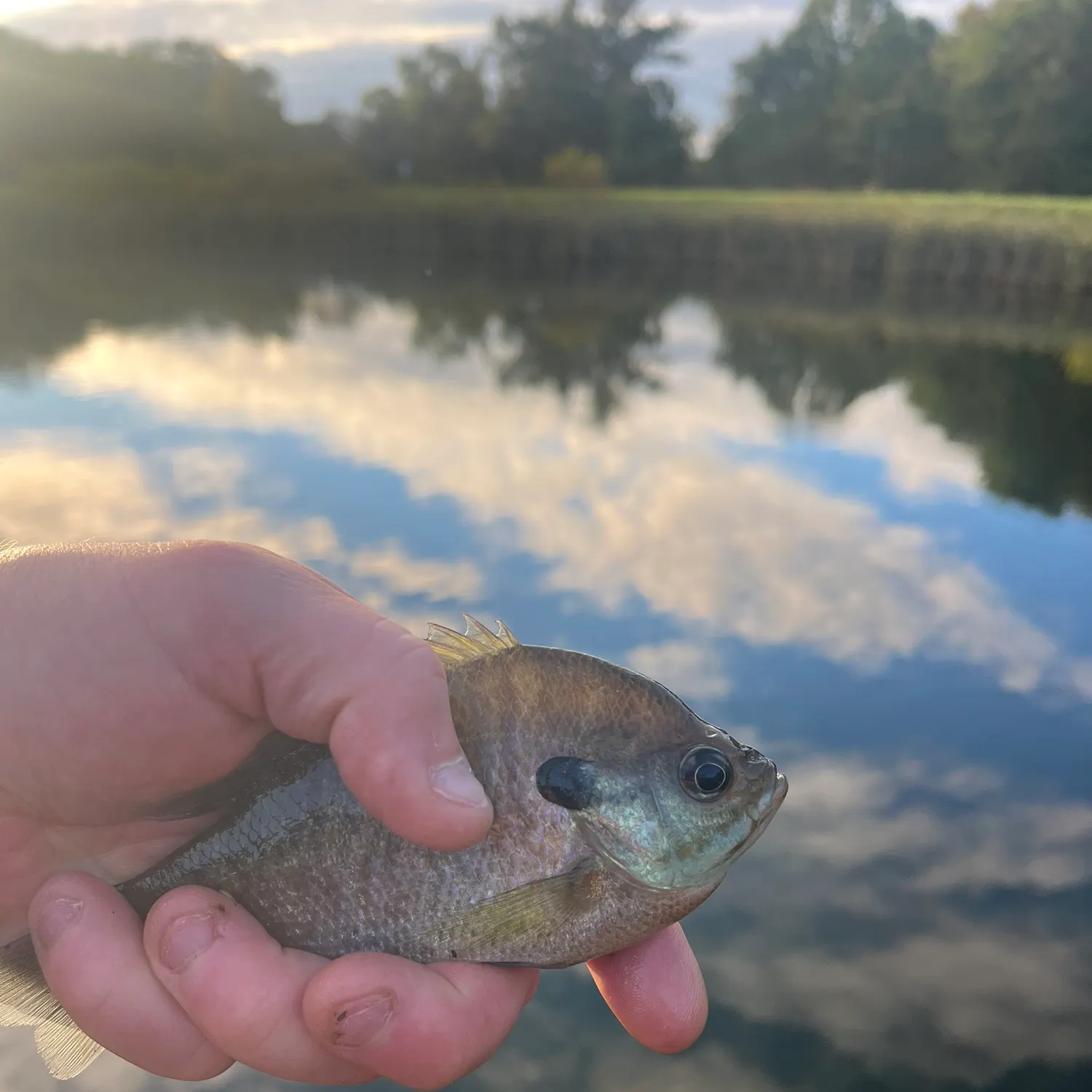 Bluegill caught on Fishbrain