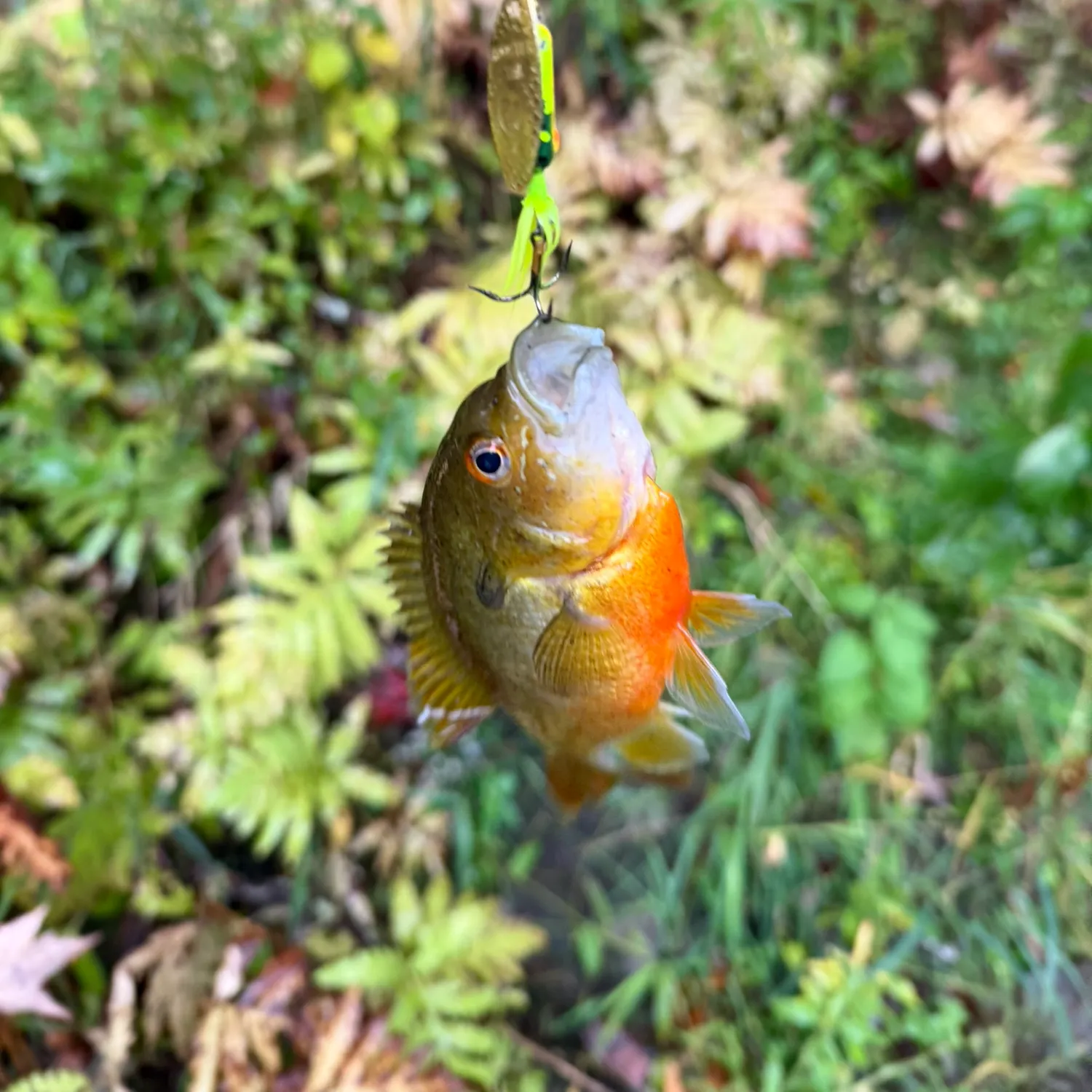 Redbreast sunfish caught on Fishbrain