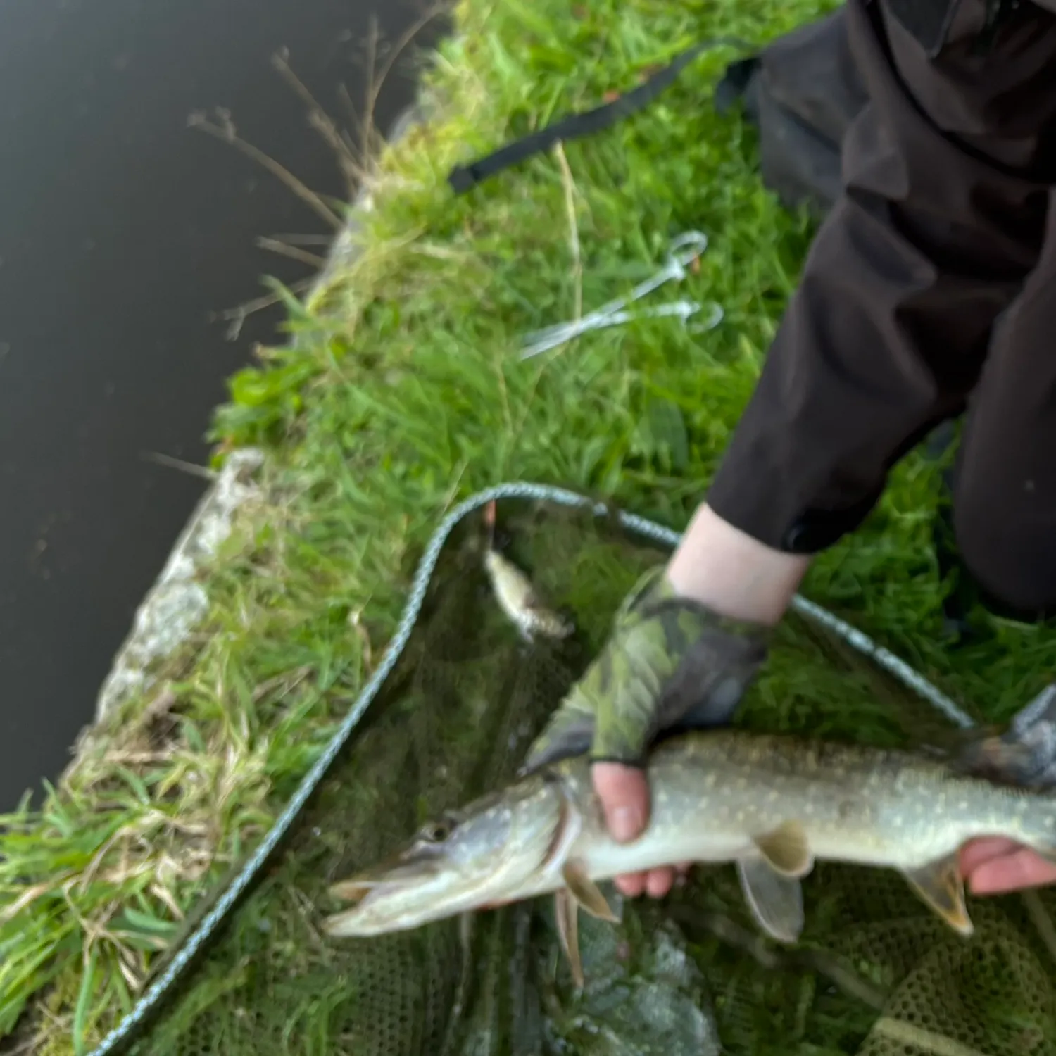 Northern pike caught on Fishbrain