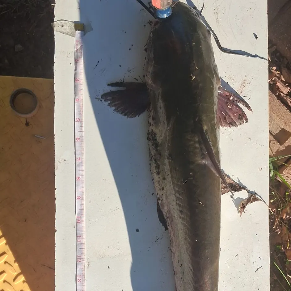 Channel catfish caught on Fishbrain