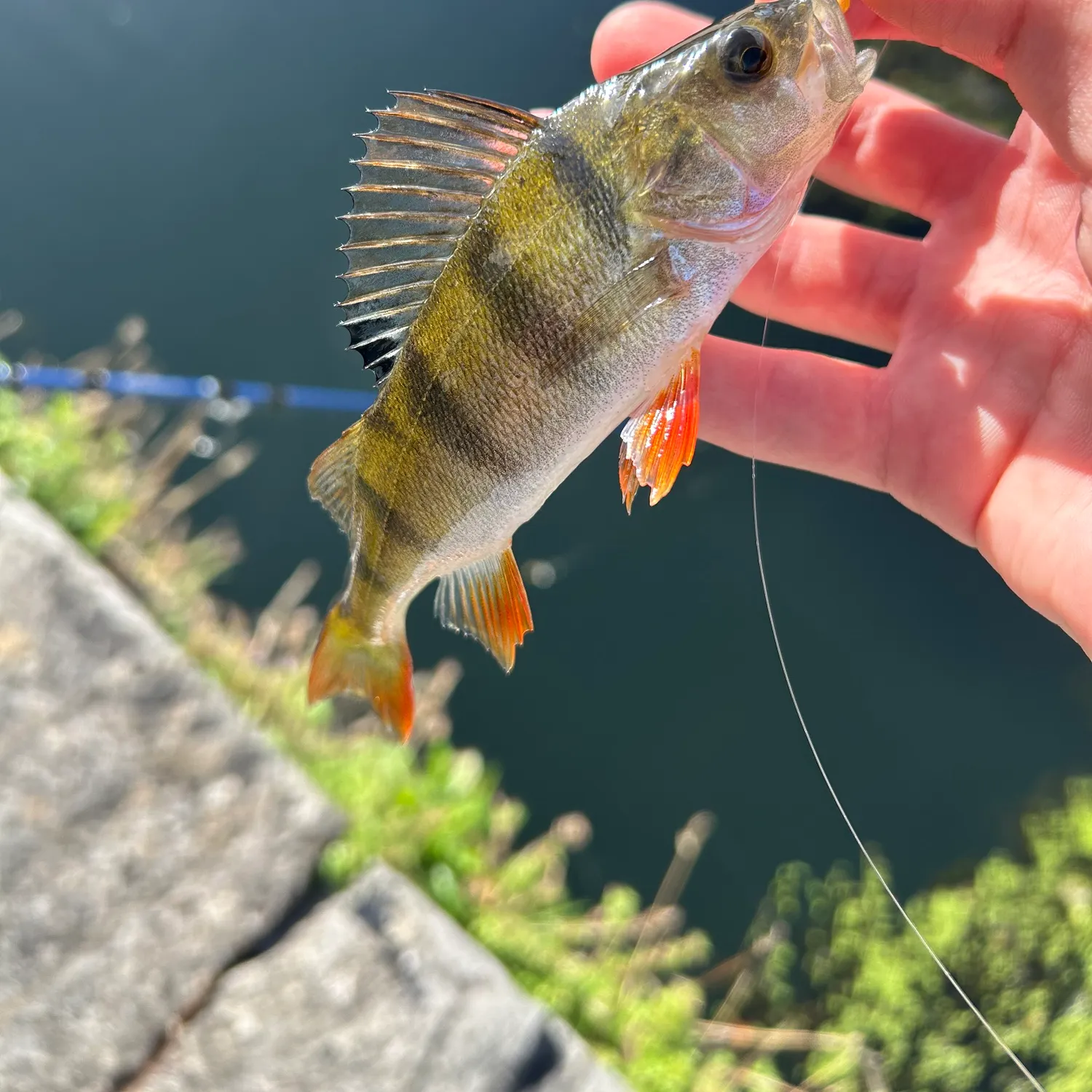 European perch caught on Fishbrain