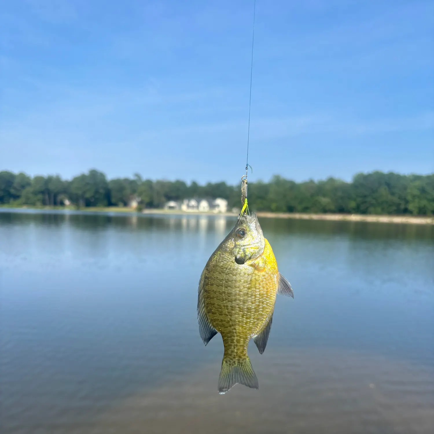 Bluegill caught on Fishbrain
