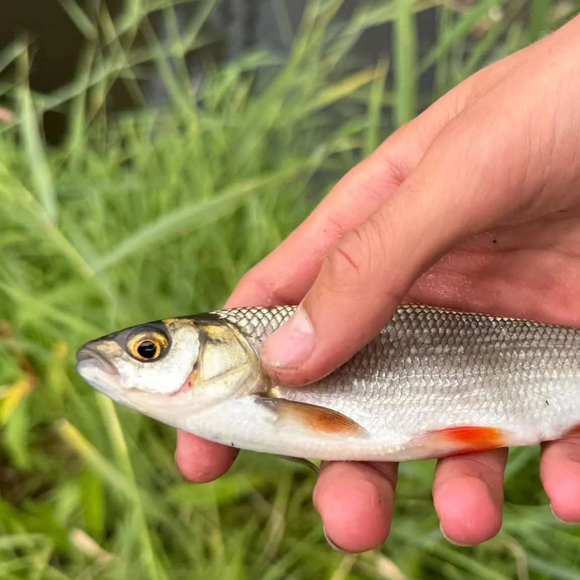 Common roach caught on Fishbrain