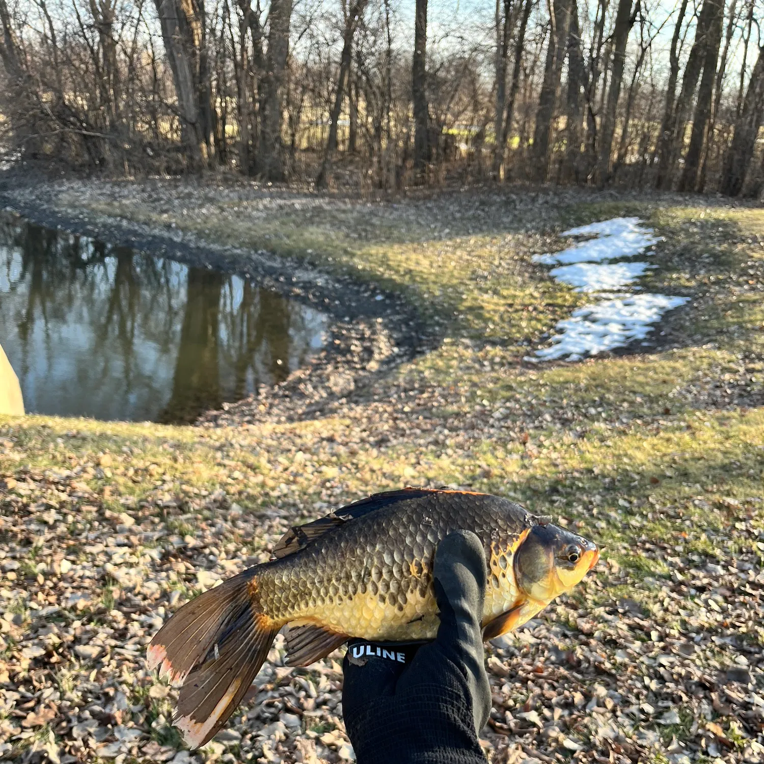 The most recent Goldfish catches on Fishbrain