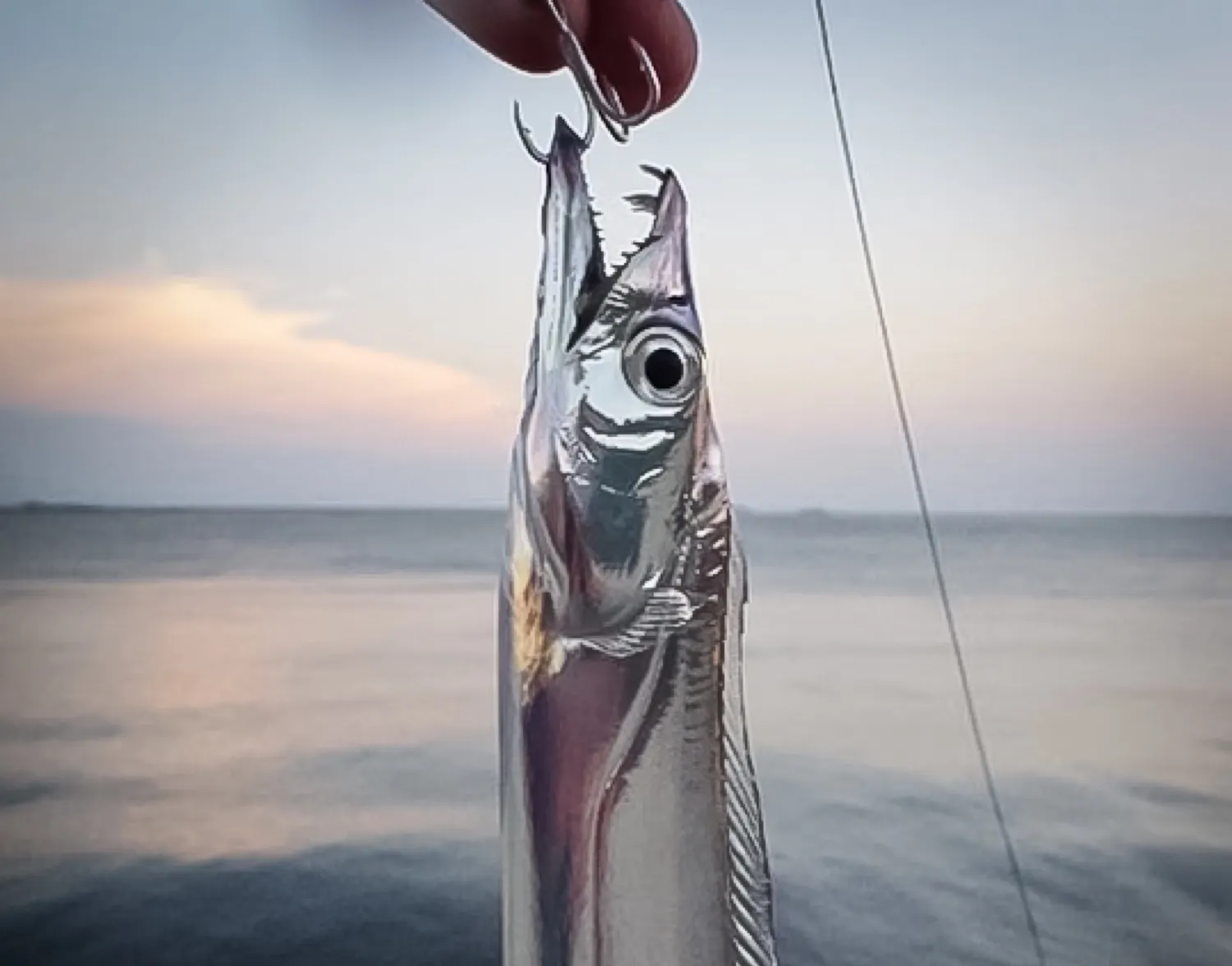 Atlantic cutlassfish