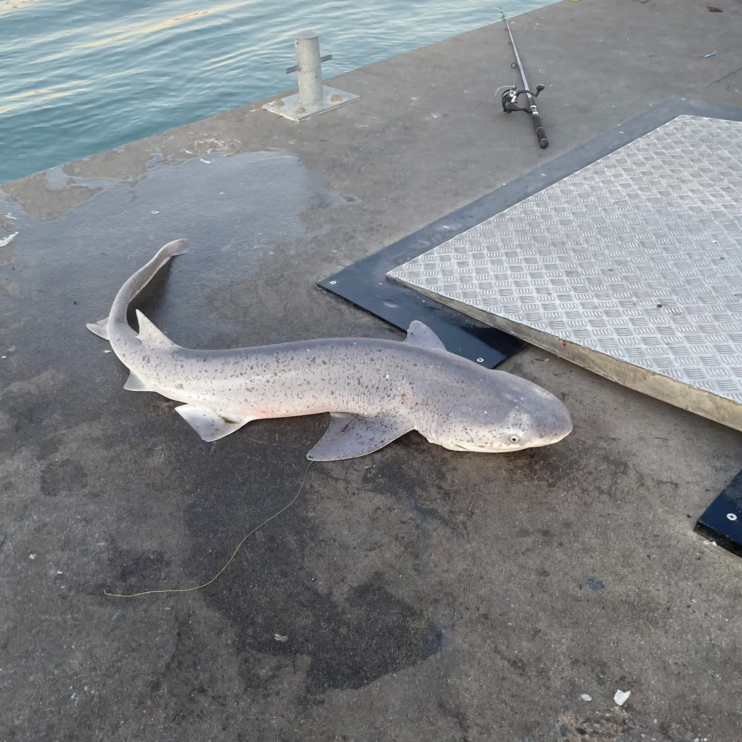 The most recent Bluntnose sixgill shark catches on Fishbrain