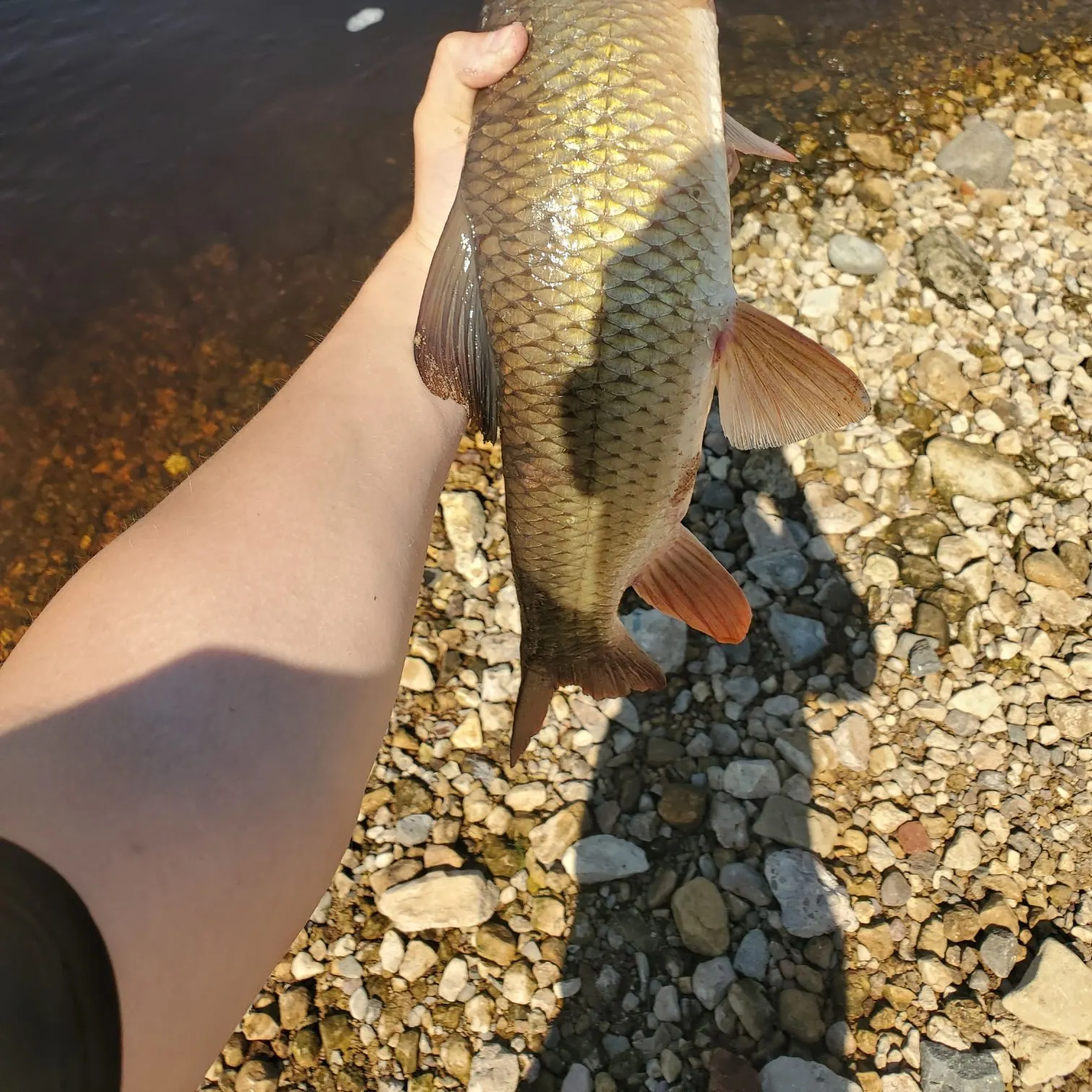 The most recent Greater redhorse catches on Fishbrain