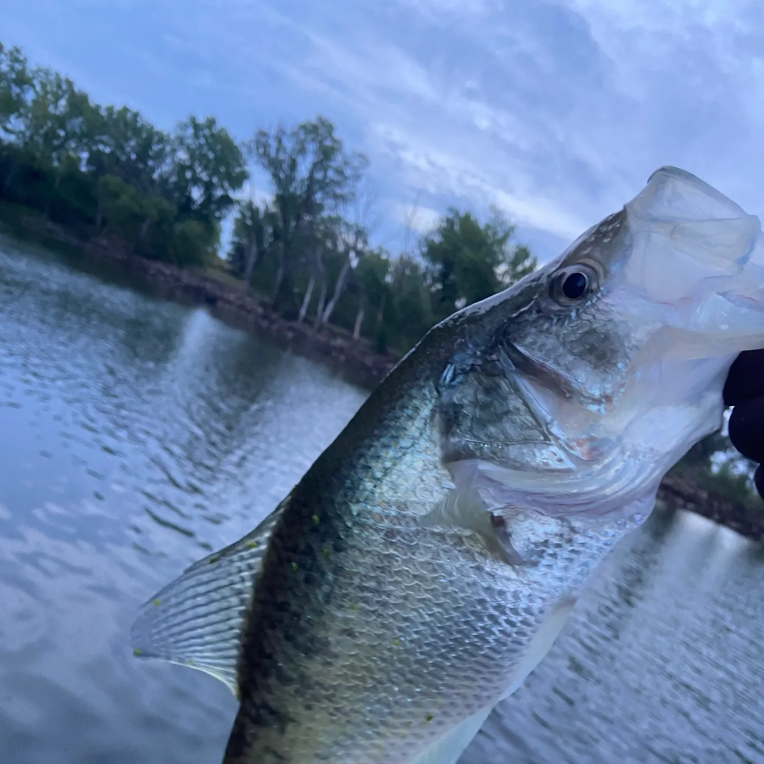 White crappie caught on Fishbrain