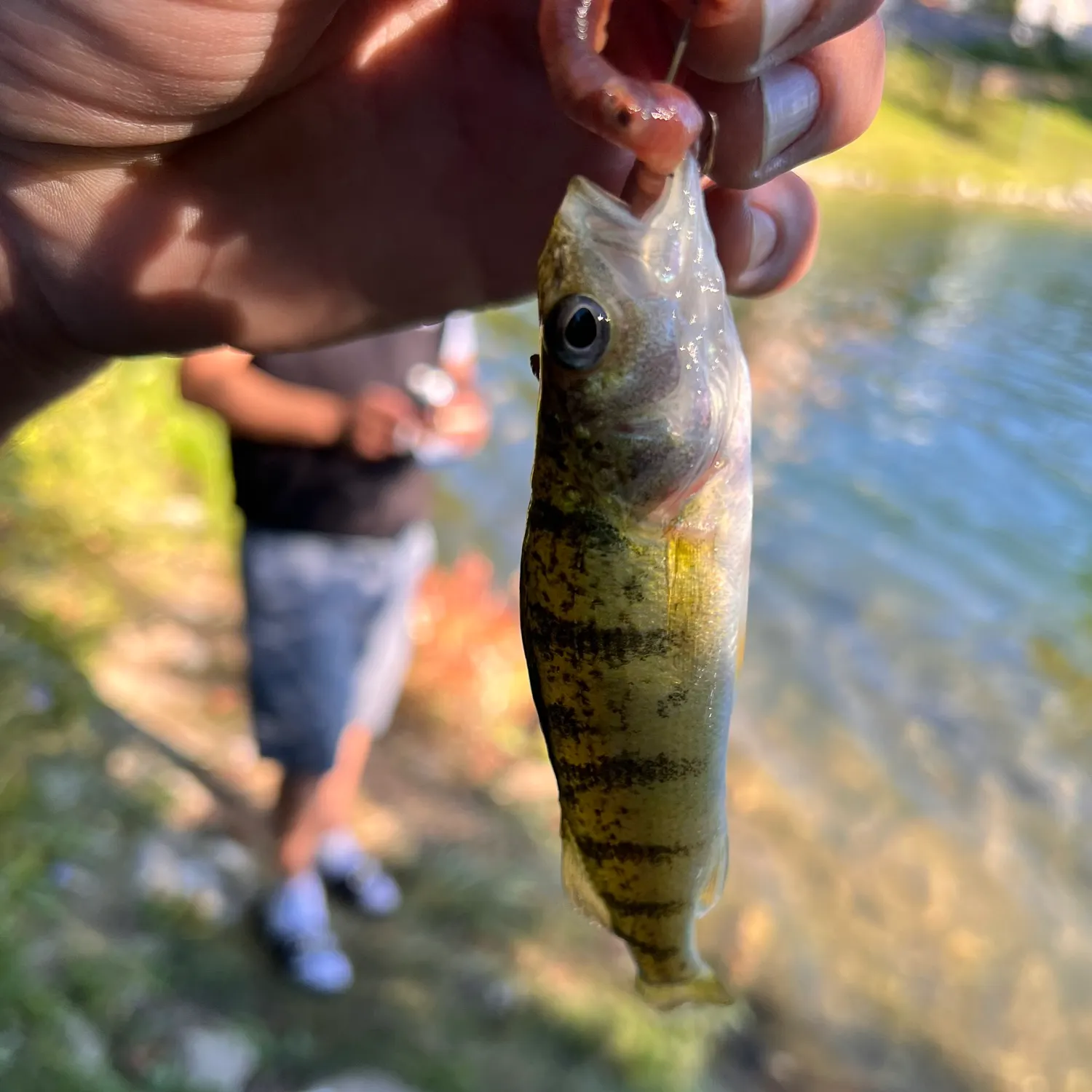Yellow perch caught on Fishbrain