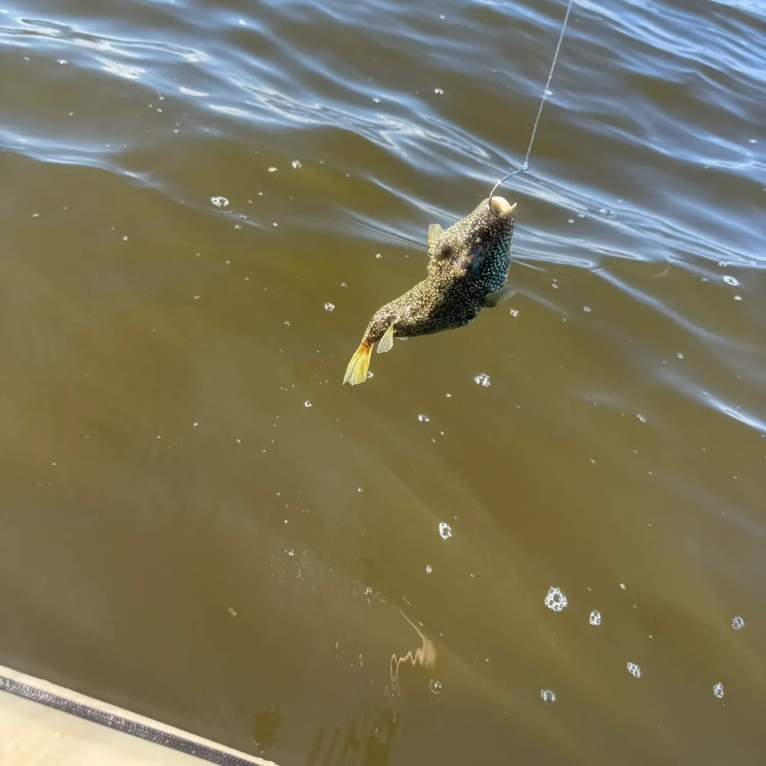 The most recent Southern puffer catches on Fishbrain