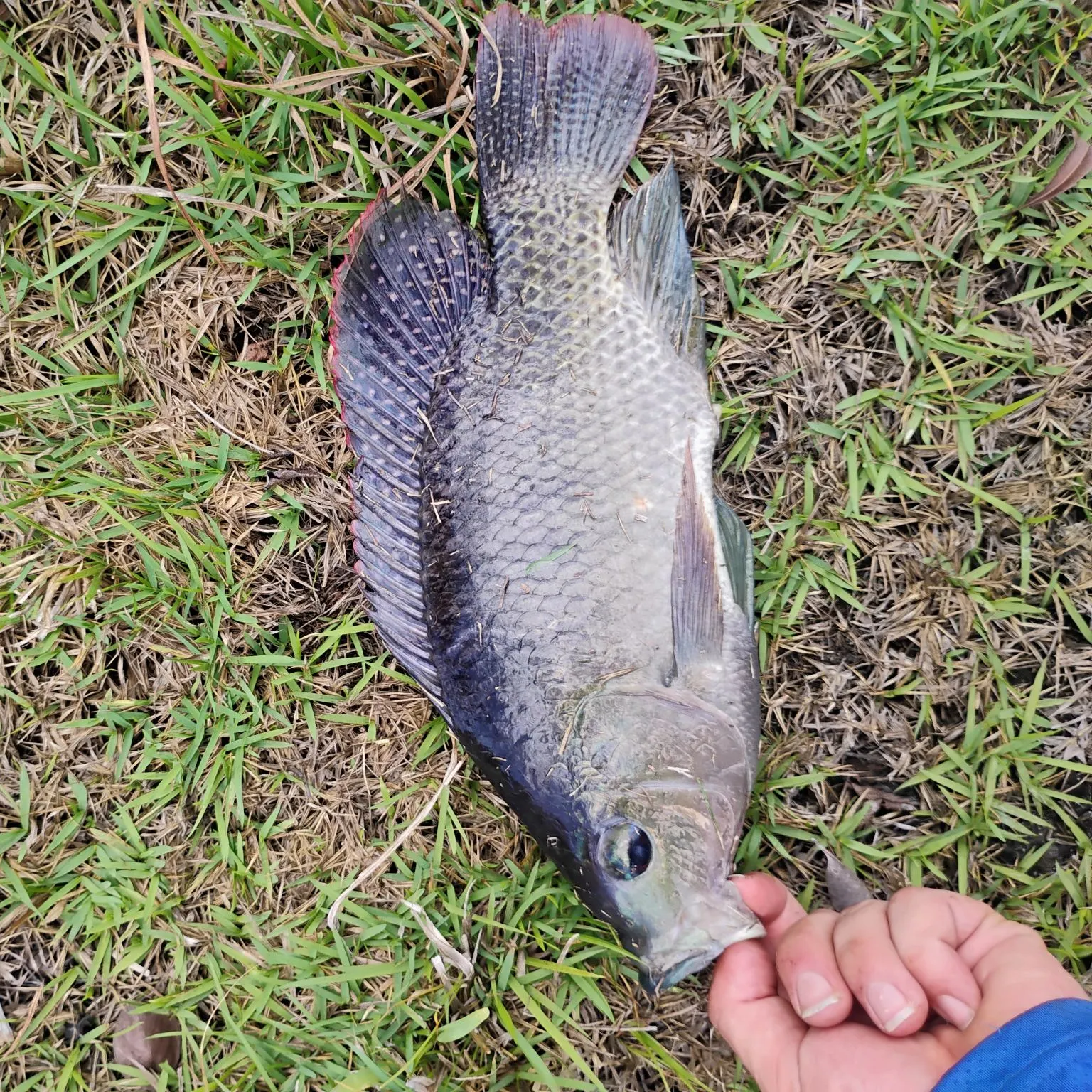 Blue tilapia caught on Fishbrain