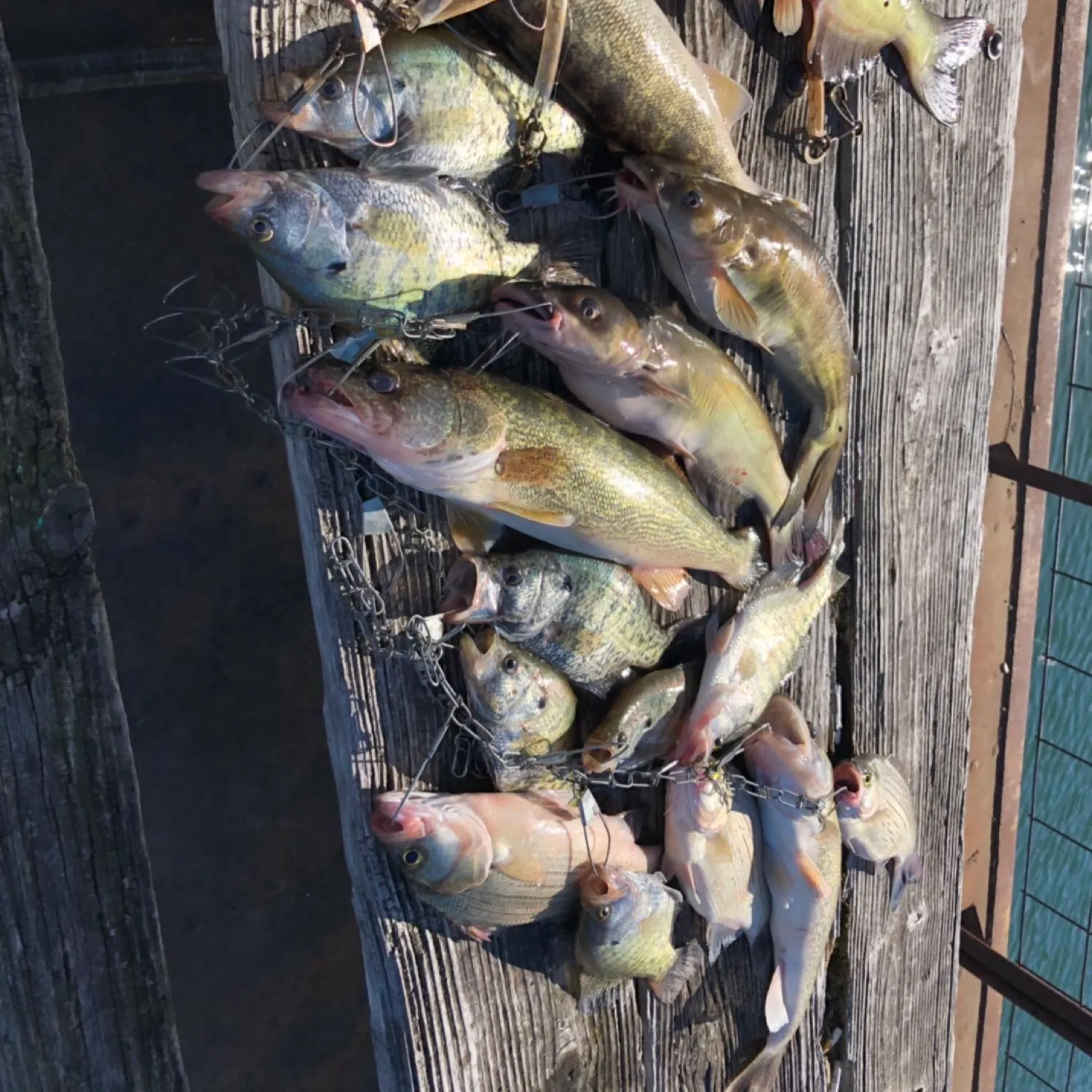 recently logged catches