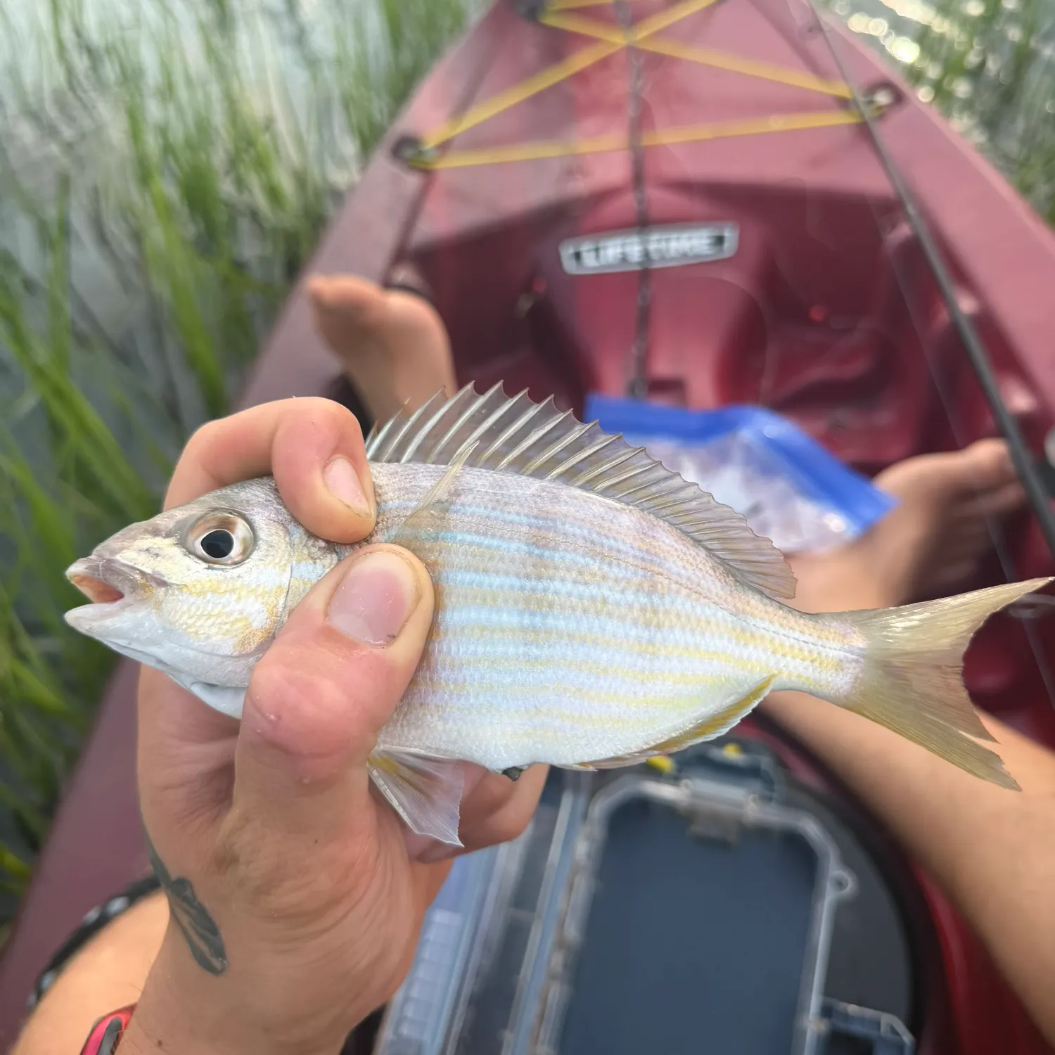 Pinfish caught on Fishbrain